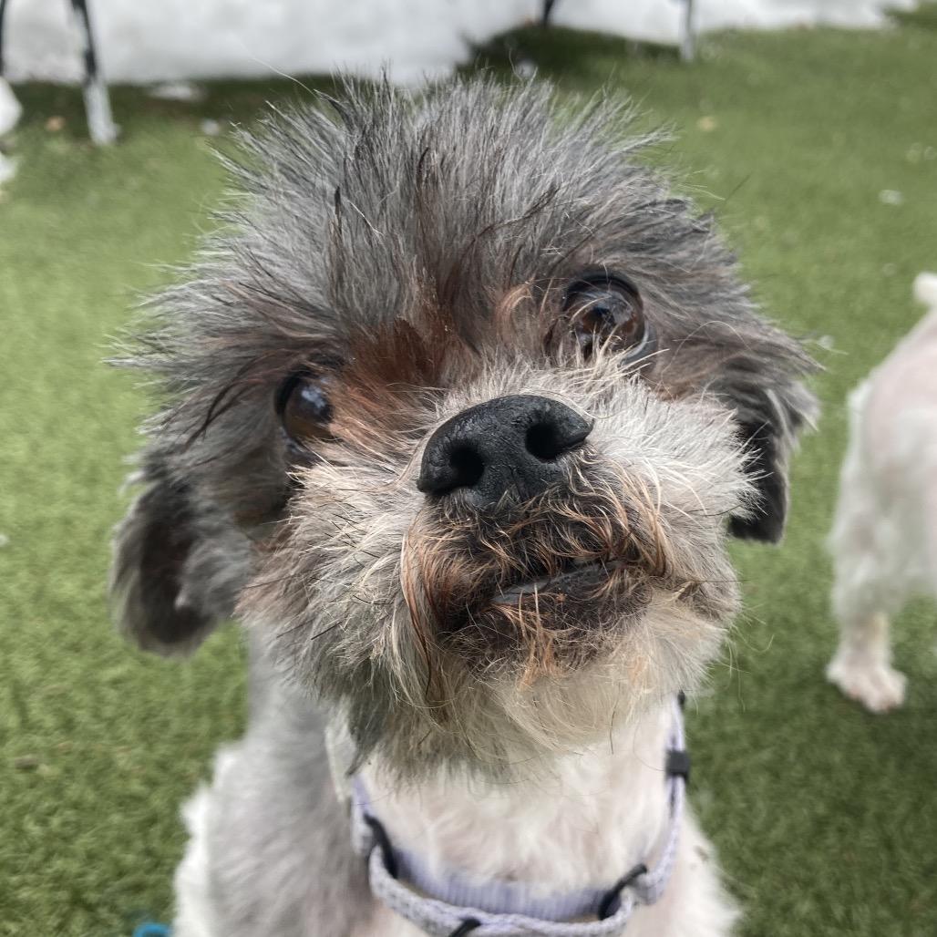 Gromit, Adoptable, Senior Male Mixed Breed.