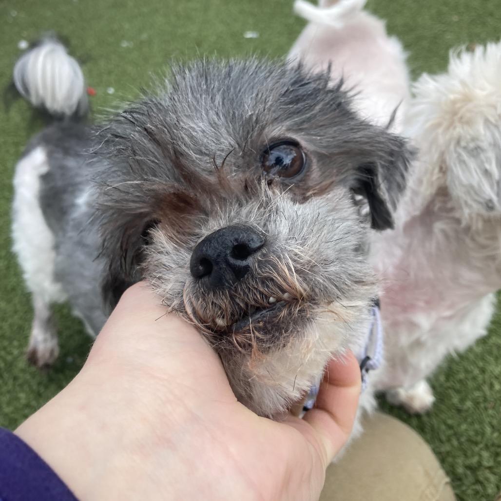 Enlarge Gromit, a Adoptable Mixed Breed in Providence, RI image 2/6