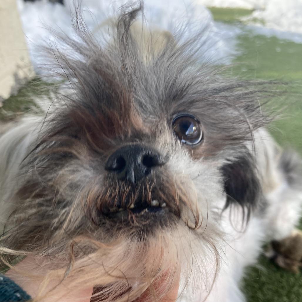 Enlarge Gromit, a Adoptable Mixed Breed in Providence, RI image 3/6