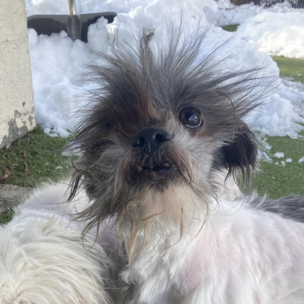 Enlarge Gromit, a Adoptable Mixed Breed in Providence, RI image 4/6