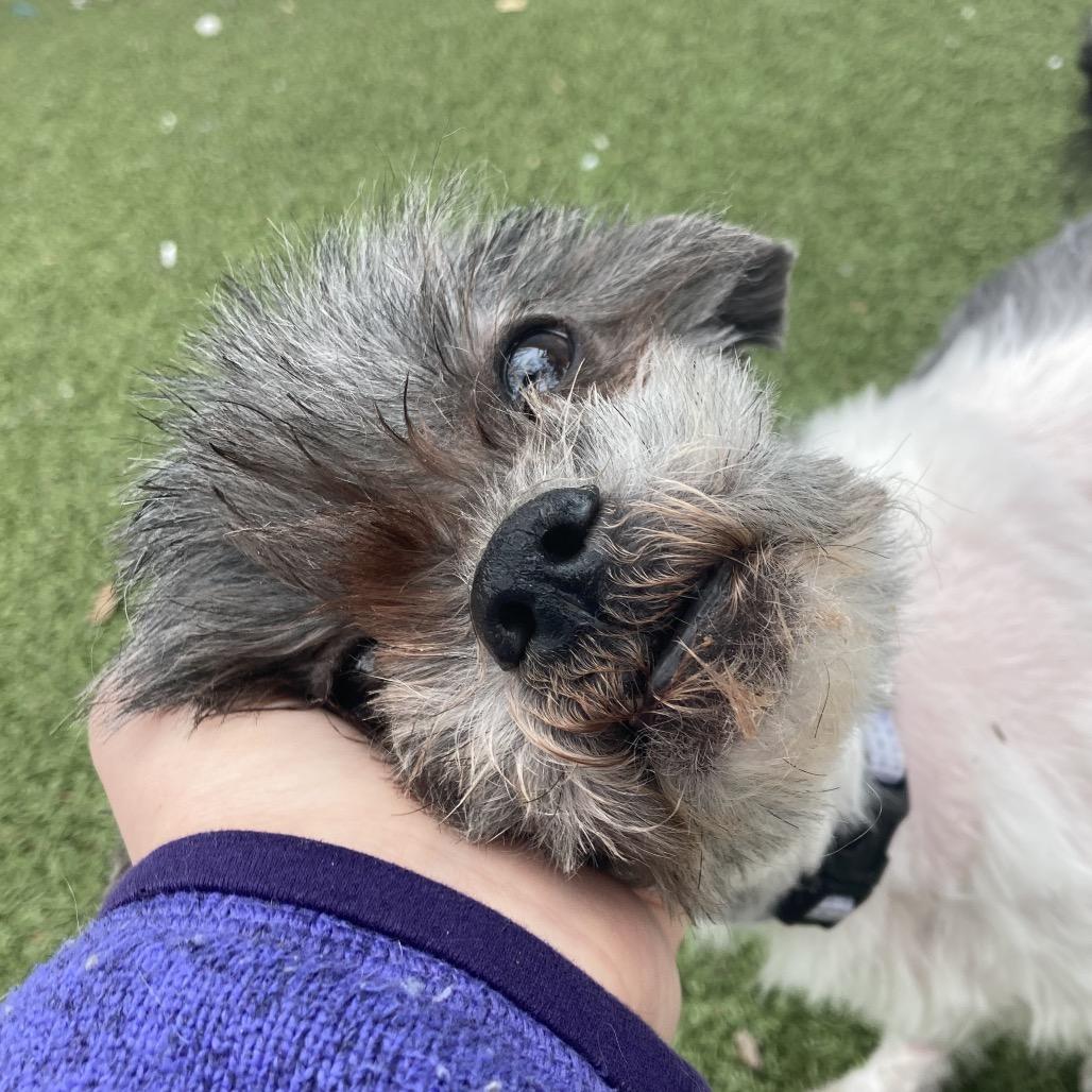 Enlarge Gromit, a Adoptable Mixed Breed in Providence, RI image 5/6