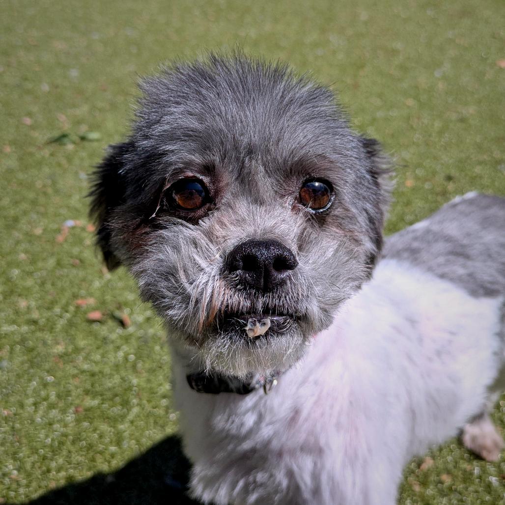 Gromit, a Adoptable Mixed Breed in Providence, RI image 5/6