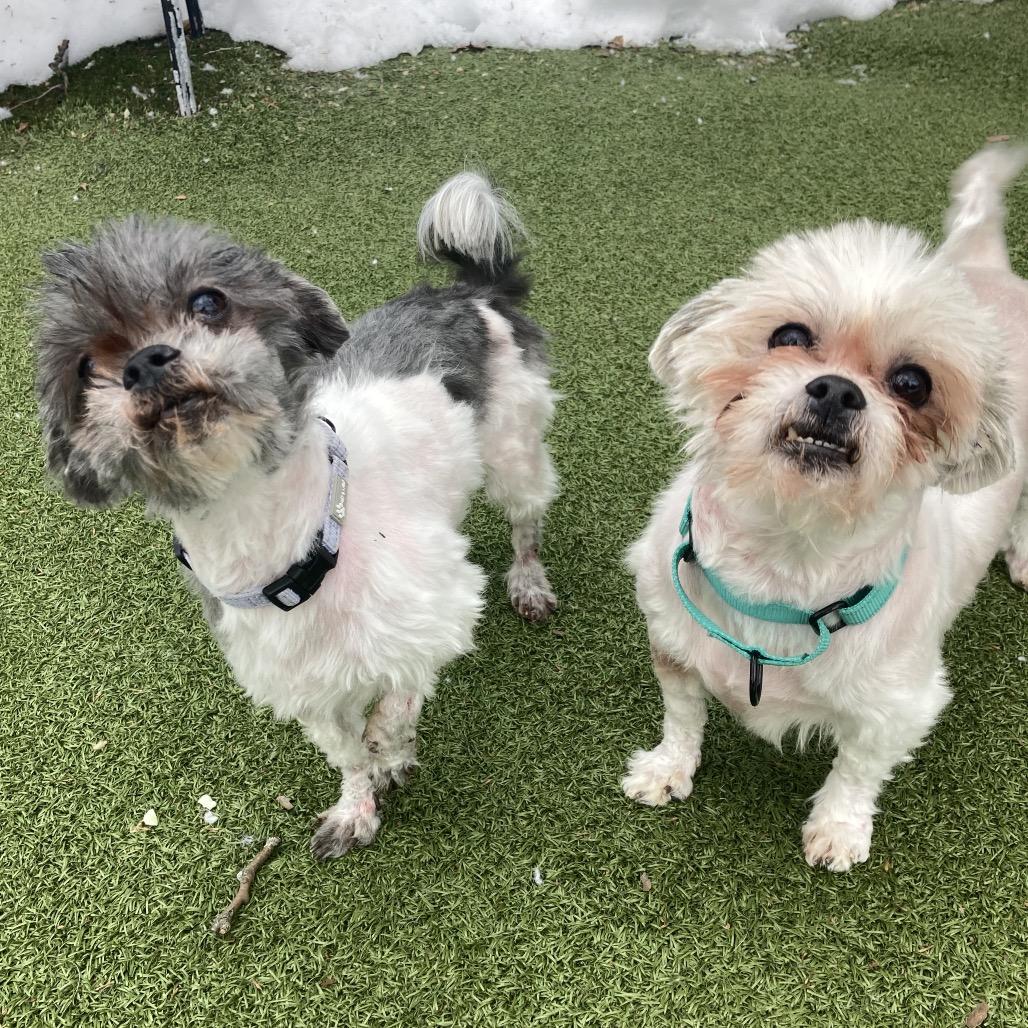 Enlarge Gromit, a Adoptable Mixed Breed in Providence, RI image 6/6