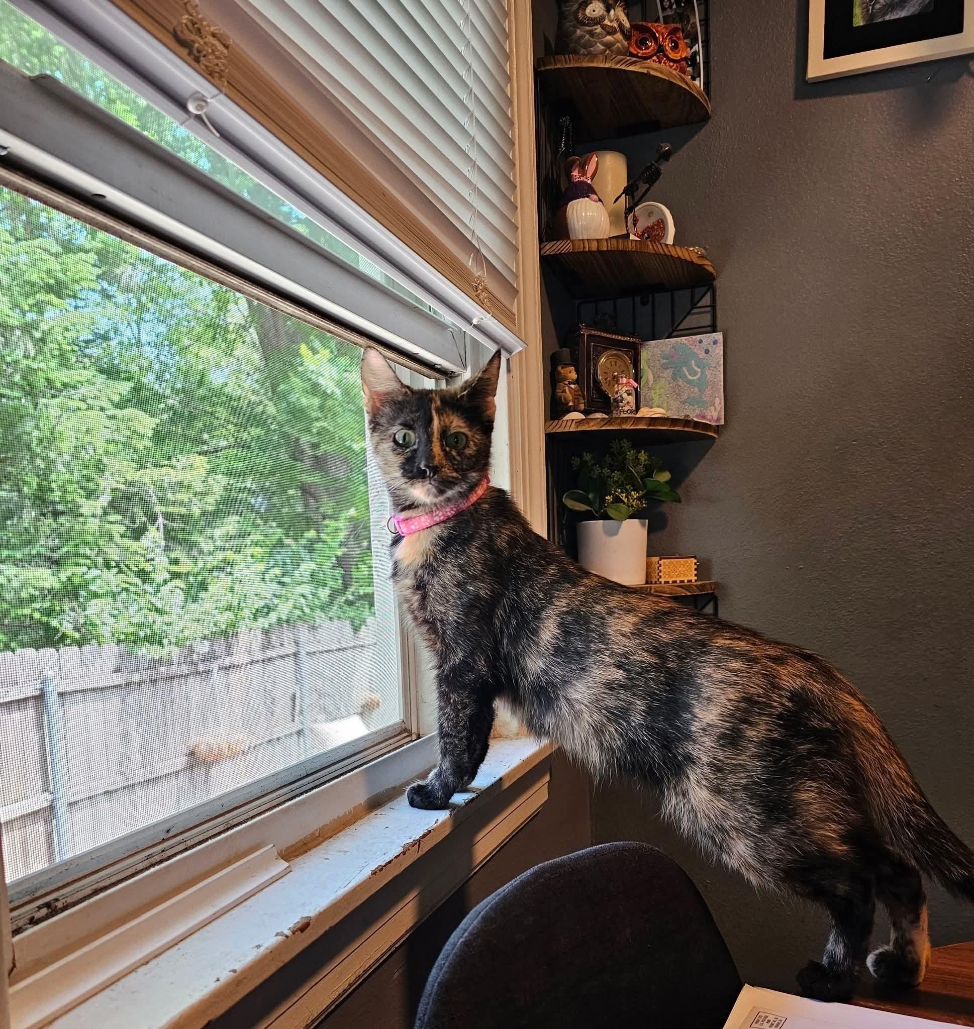 Enlarge Portabella, a Adoptable Tortoiseshell in Merrillville, IN image 4/4