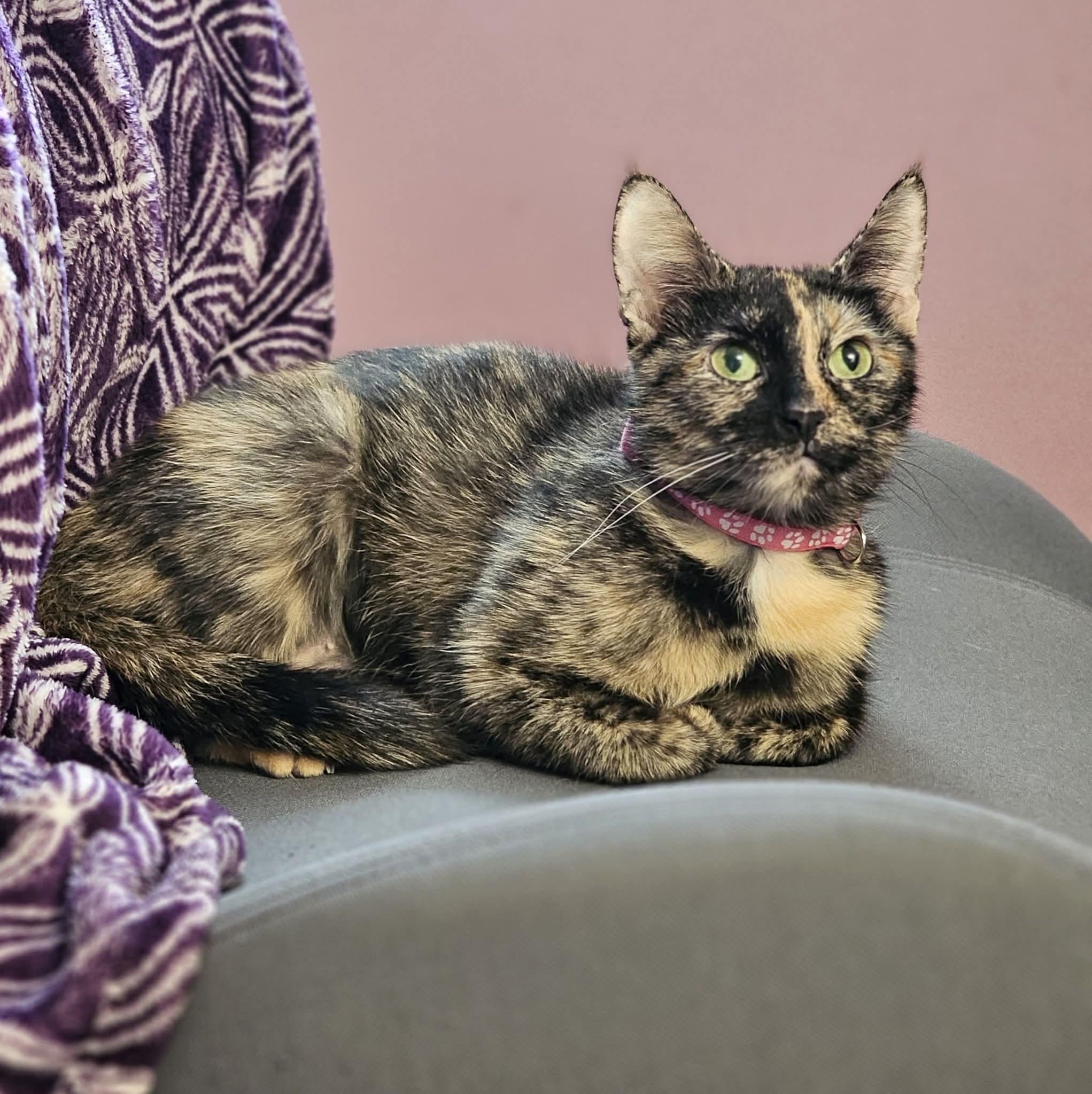 Enlarge Portabella, a Adoptable Tortoiseshell in Merrillville, IN image 3/4