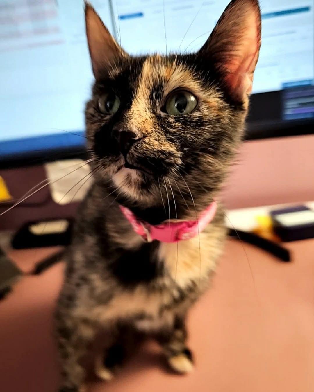 Enlarge Portabella, a Adoptable Tortoiseshell in Merrillville, IN image 2/4