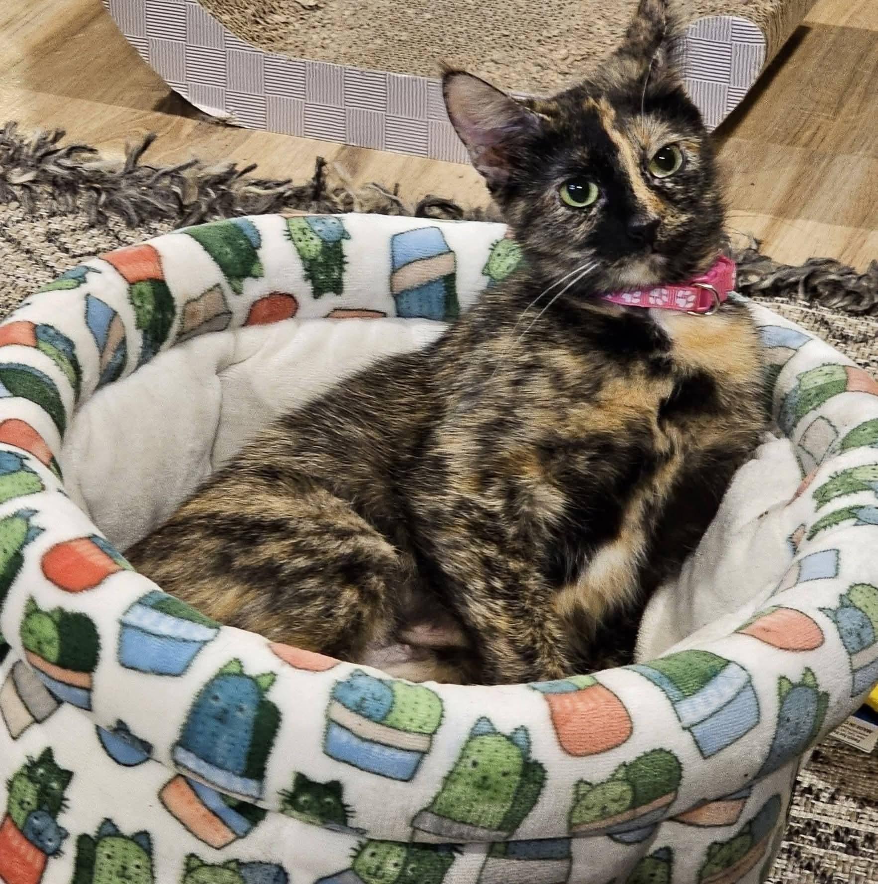 Enlarge Portabella, a Adoptable Tortoiseshell in Merrillville, IN image 1/4