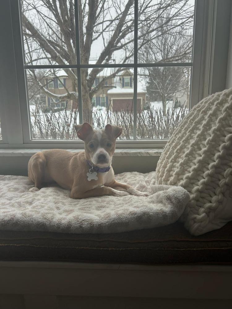 Enlarge Shimmer, a Adoptable mixed breed in Grove City, OH image 1/6