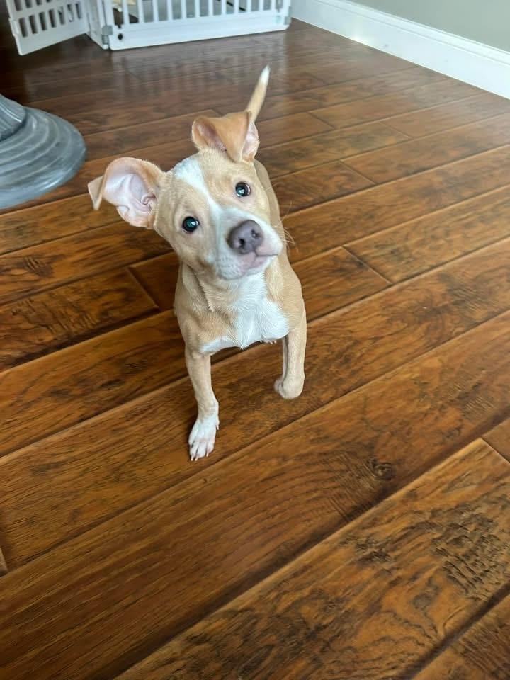 Enlarge Shimmer, a Adoptable mixed breed in Grove City, OH image 2/6