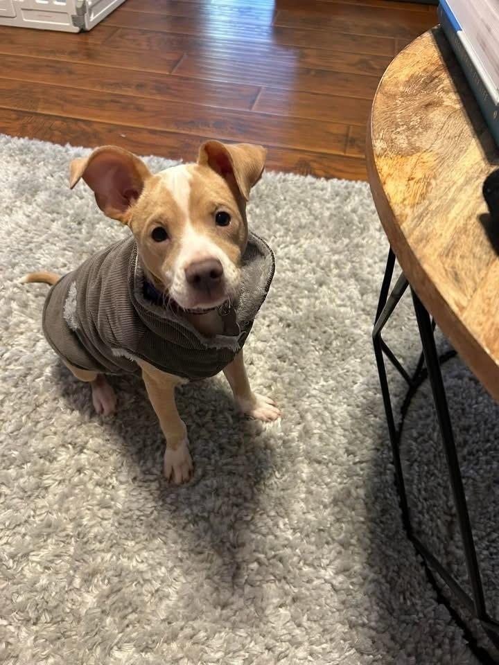 Enlarge Shimmer, a Adoptable mixed breed in Grove City, OH image 3/6