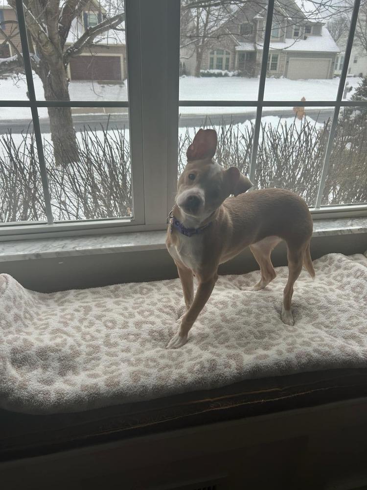 Enlarge Shimmer, a Adoptable mixed breed in Grove City, OH image 5/6