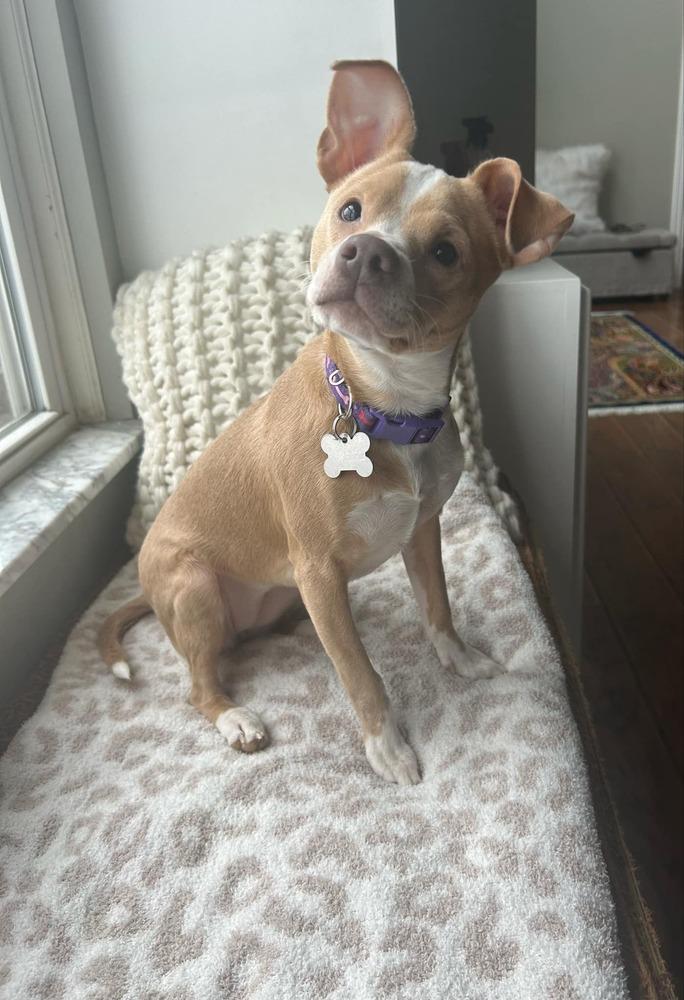 Enlarge Shimmer, a Adoptable mixed breed in Grove City, OH image 6/6