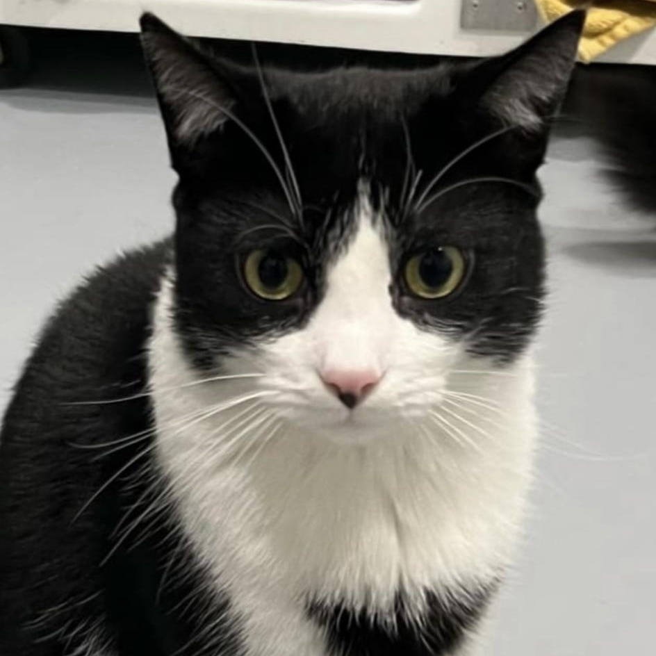 Mr. Gidget, Adoptable, Young Male Domestic Short Hair.