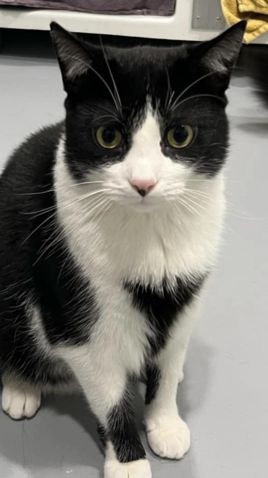 Mr. Gidget — thumbnail 2