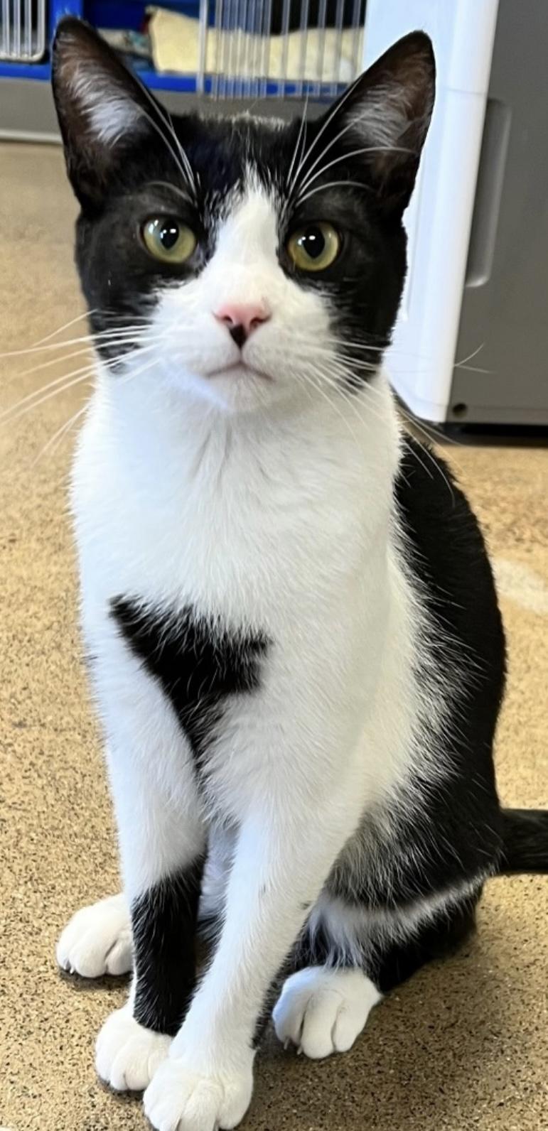 Enlarge Mr. Gidget, a Adoptable Domestic Short Hair in Sault Sainte Marie, MI image 3/3