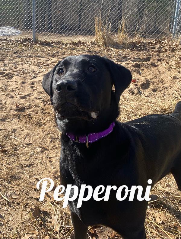 Pepperoni, ADOPTABLE, Young Female Black Labrador Retriever.