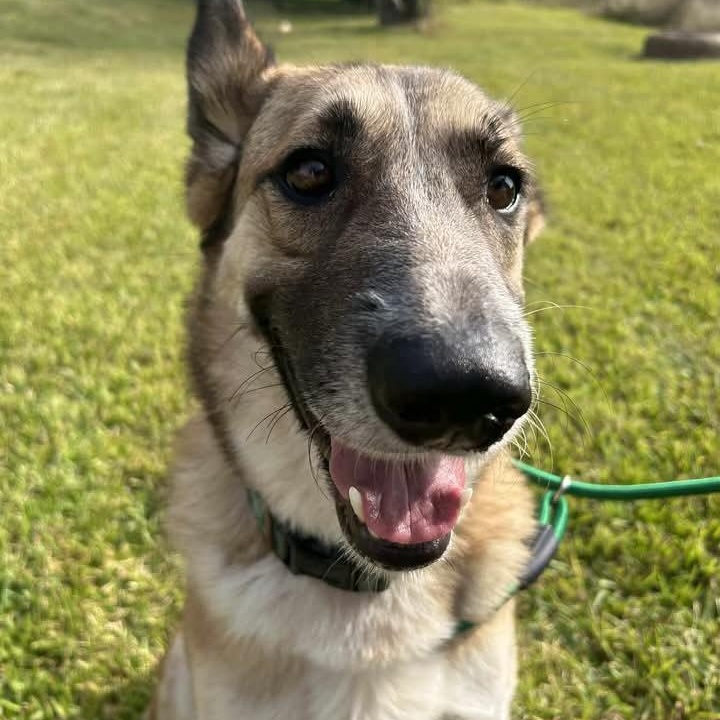 Enlarge Abby, a Adoptable mixed breed in Rocky Hill, CT image 2/6