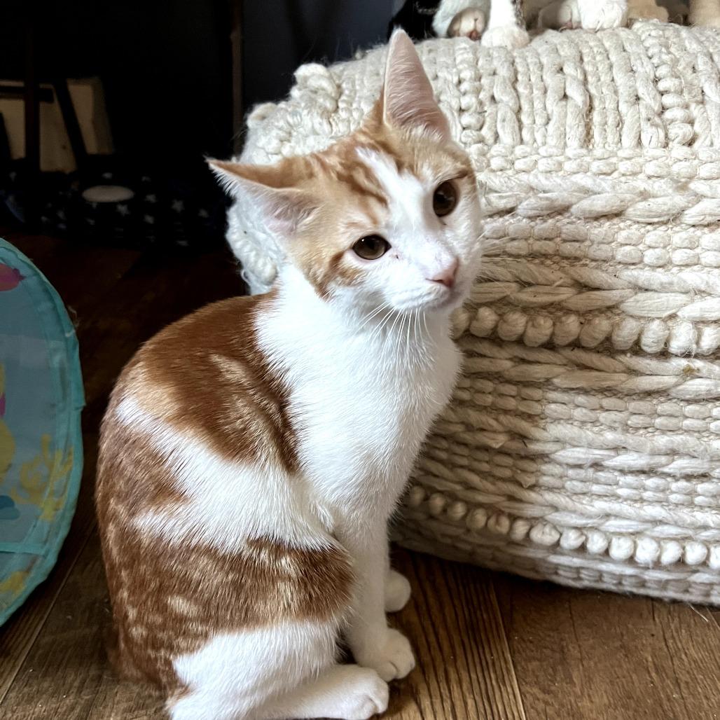 Pine, Adoptable, Young Male Domestic Short Hair.