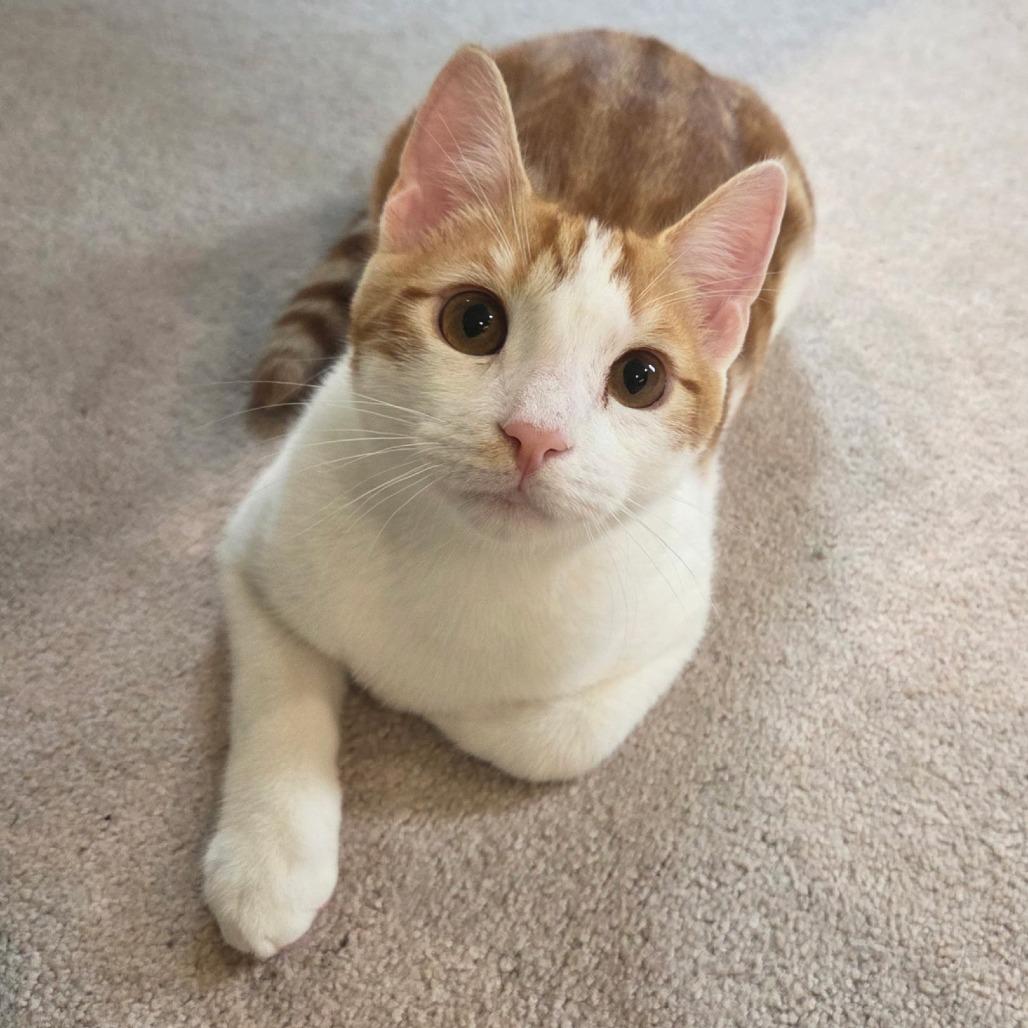 Enlarge Pine, a Adoptable Domestic Short Hair in Wind Gap, PA image 2/2