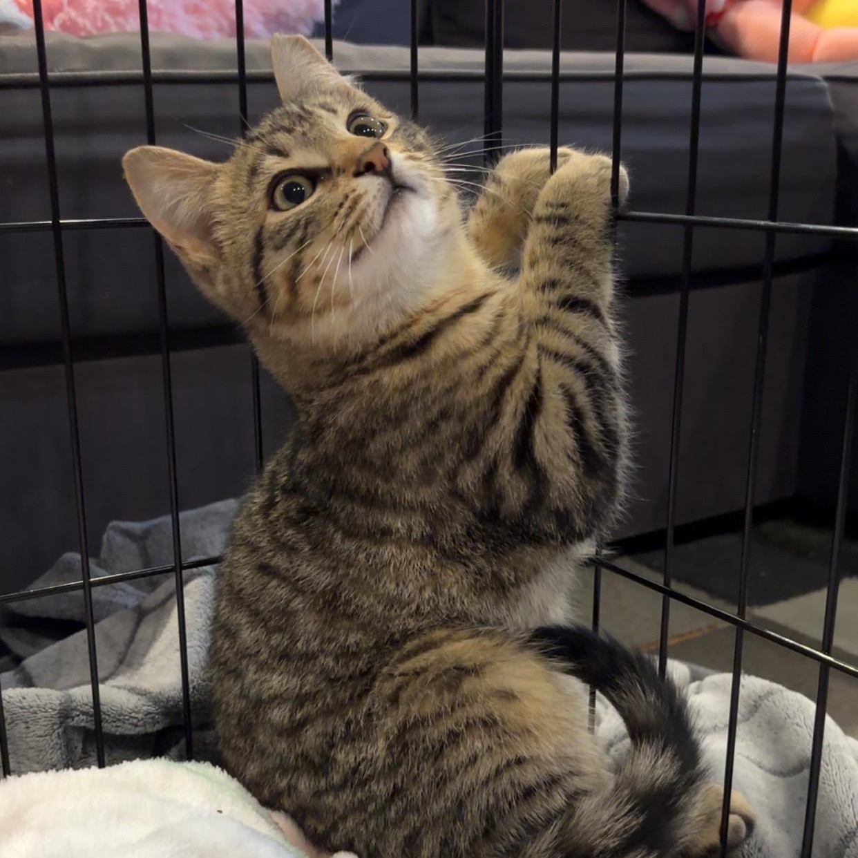 Enlarge Dusty Coming In , an adopted Domestic Short Hair in Clifton, NJ image 3/6