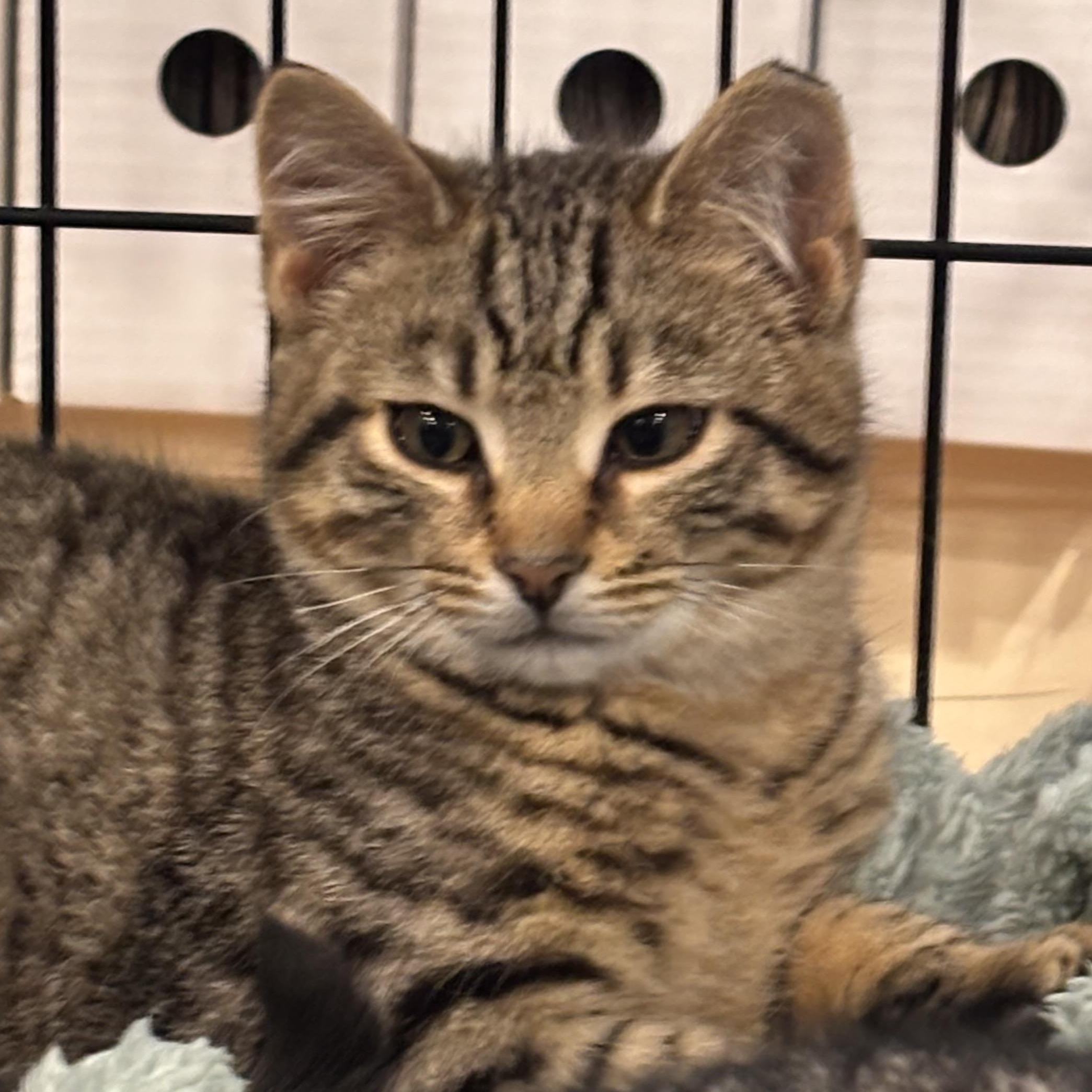 Enlarge Dusty Coming In , an adopted Domestic Short Hair in Clifton, NJ image 5/6