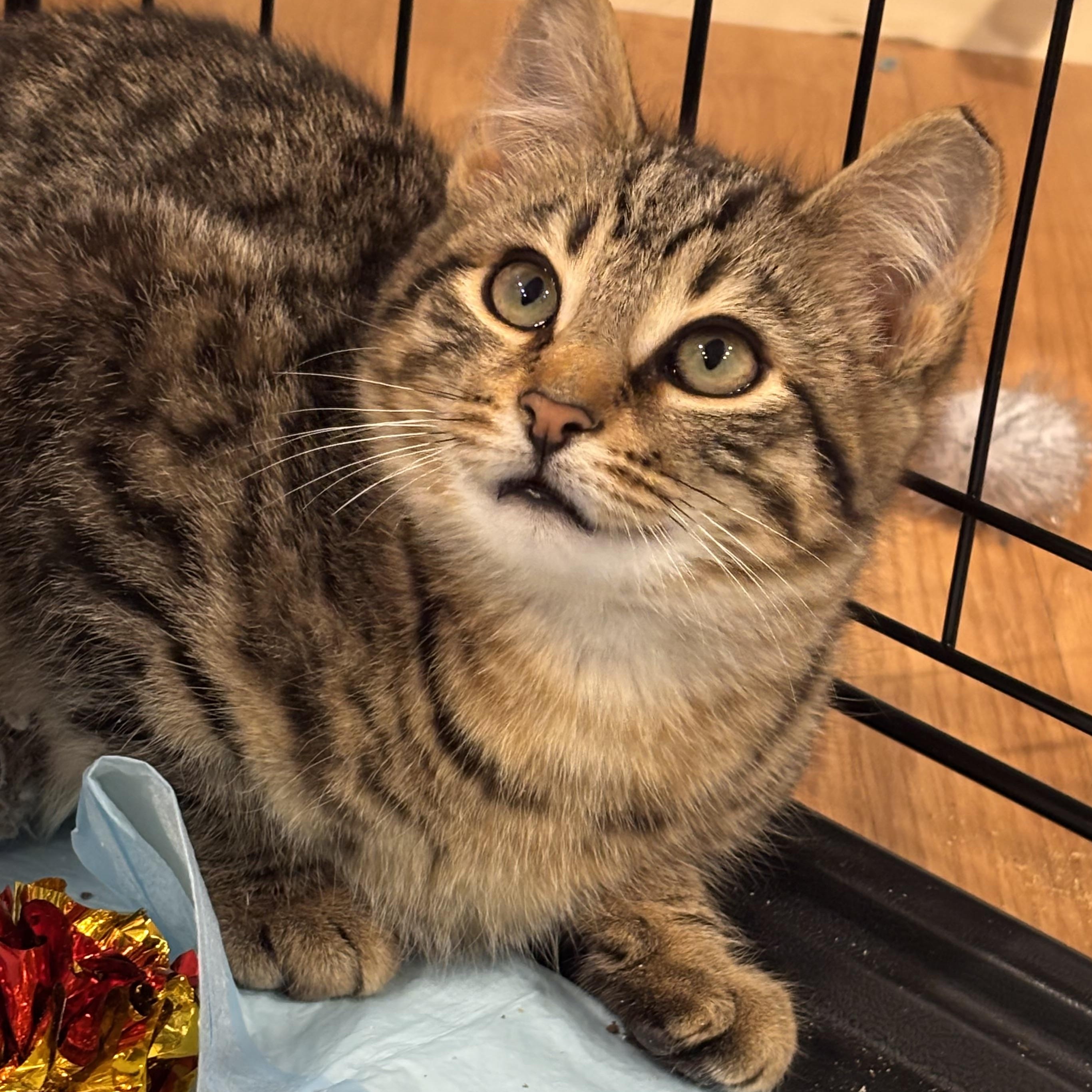 Enlarge Dusty Coming In , an adopted Domestic Short Hair in Clifton, NJ image 1/6