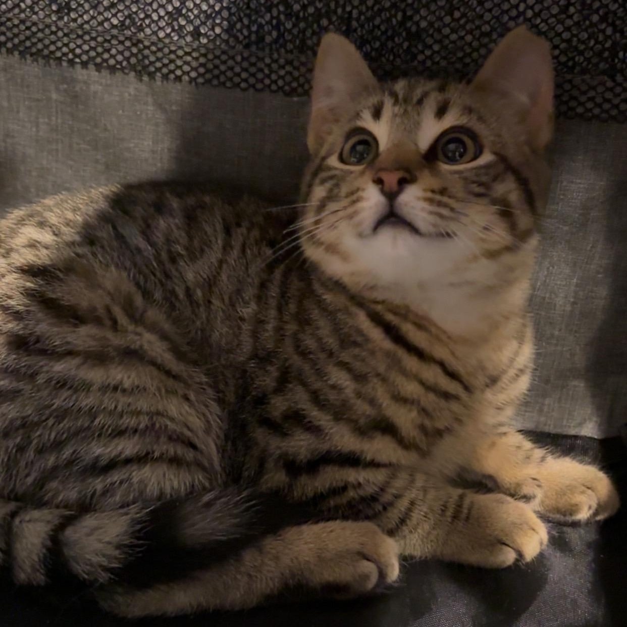 Enlarge Dusty Coming In , an adopted Domestic Short Hair in Clifton, NJ image 4/6