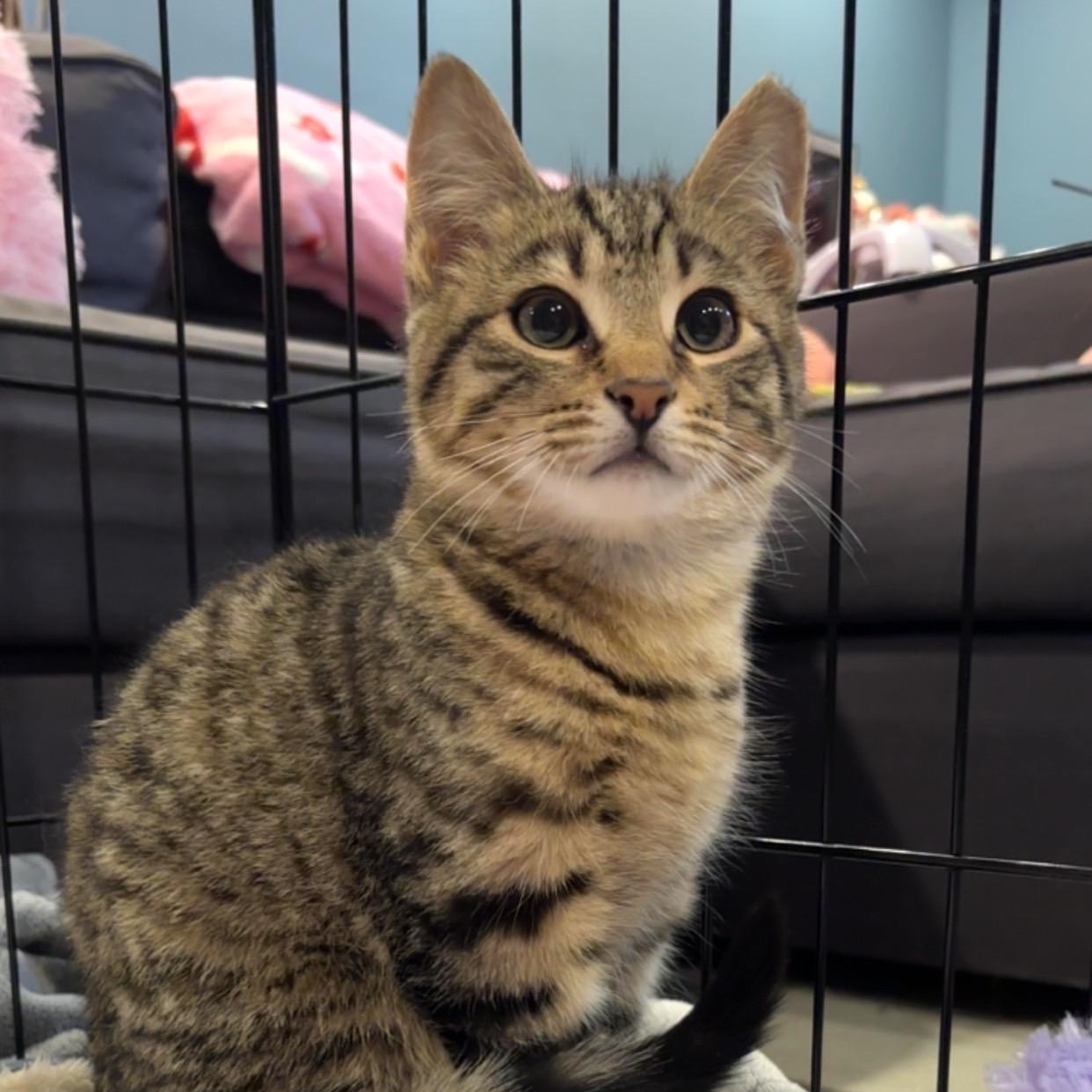 Enlarge Dusty Coming In , an adopted Domestic Short Hair in Clifton, NJ image 2/6