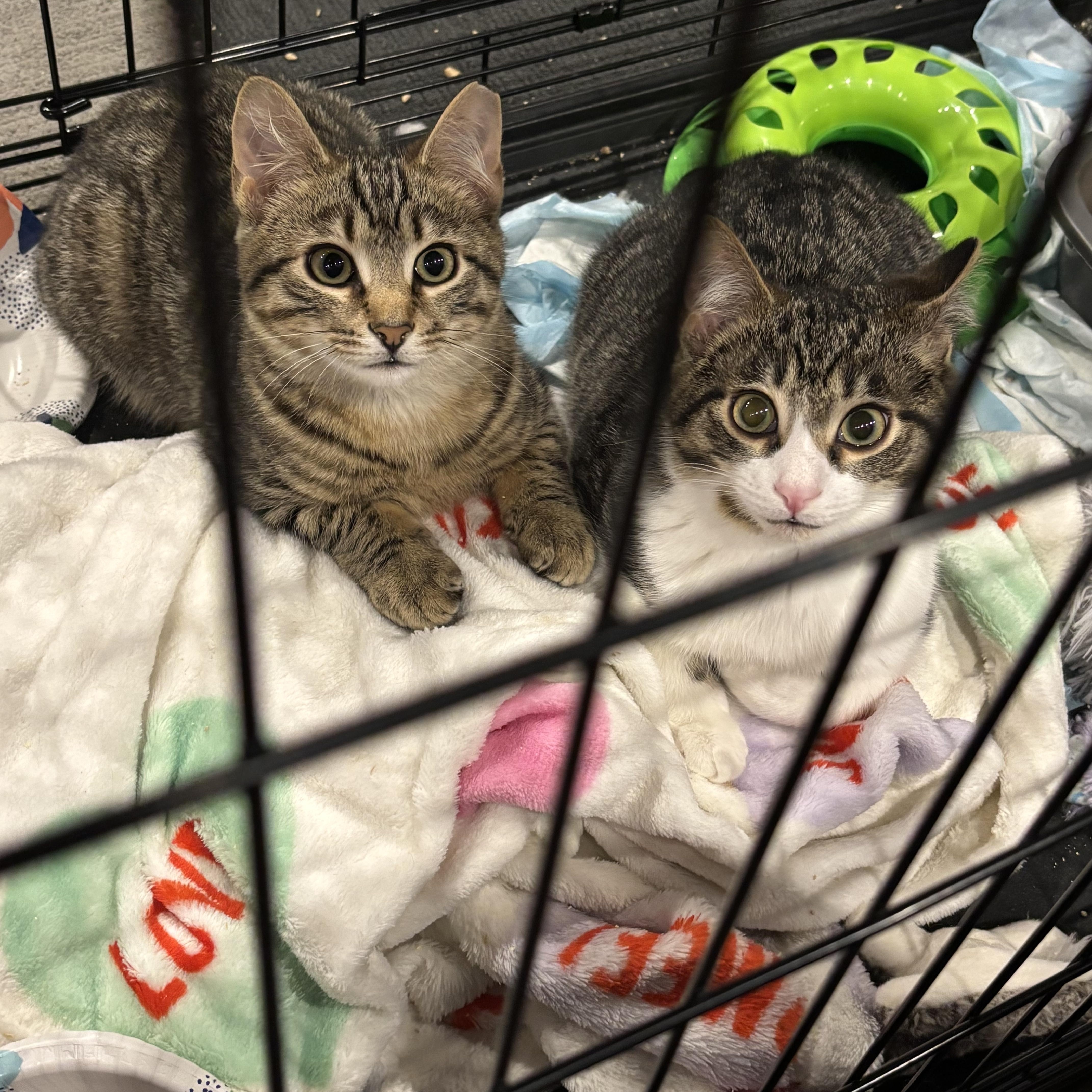 Enlarge Dusty Coming In , an adopted Domestic Short Hair in Clifton, NJ image 6/6