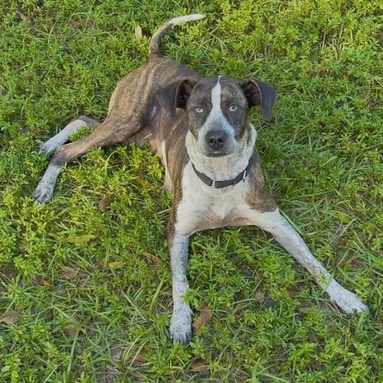 Enlarge Whitney, a ADOPTABLE mixed breed in Palm City, FL image 1/2
