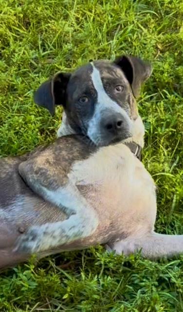 Enlarge Whitney, a ADOPTABLE mixed breed in Palm City, FL image 2/2