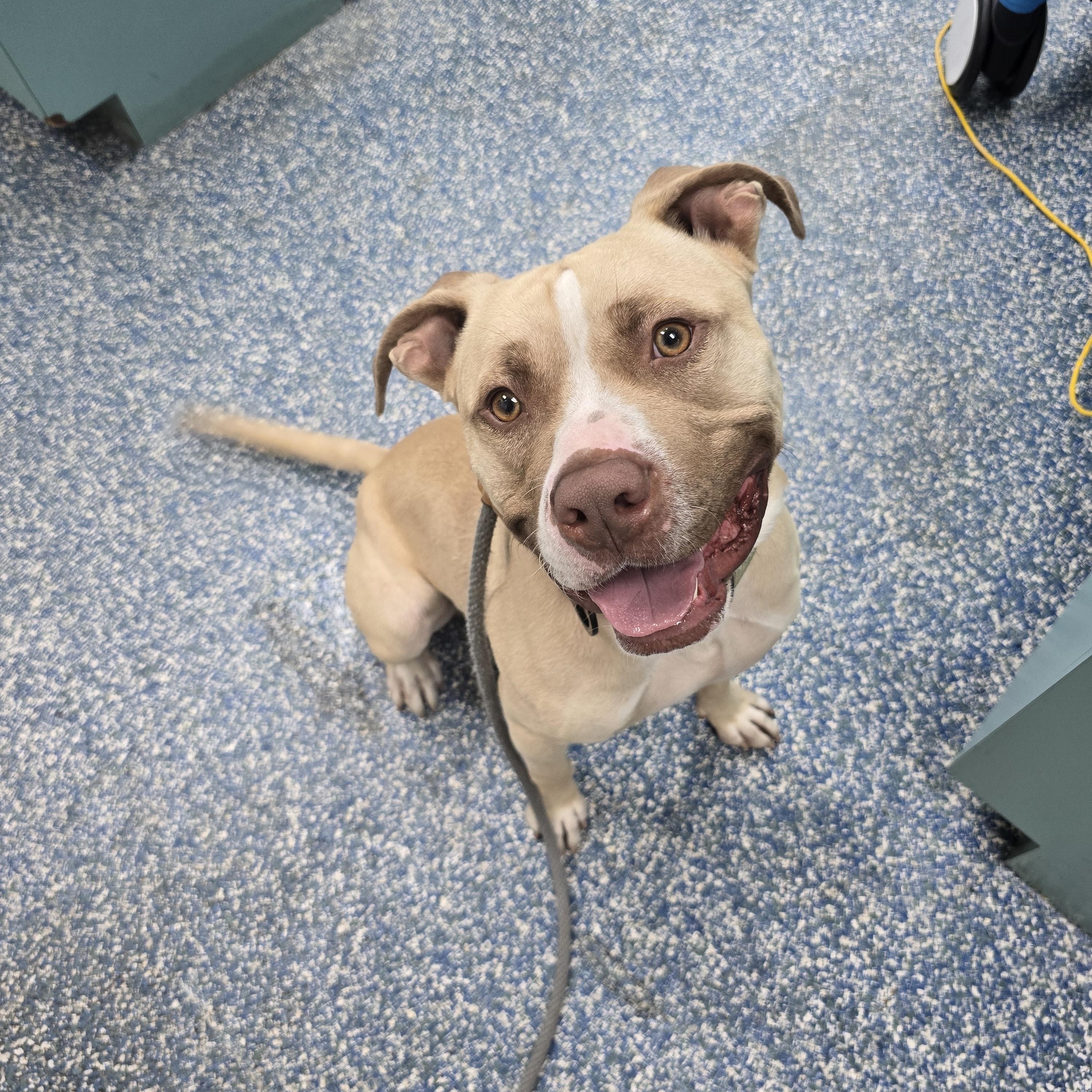 Enlarge Max, a Adoptable mixed breed in Margate, FL image 1/3