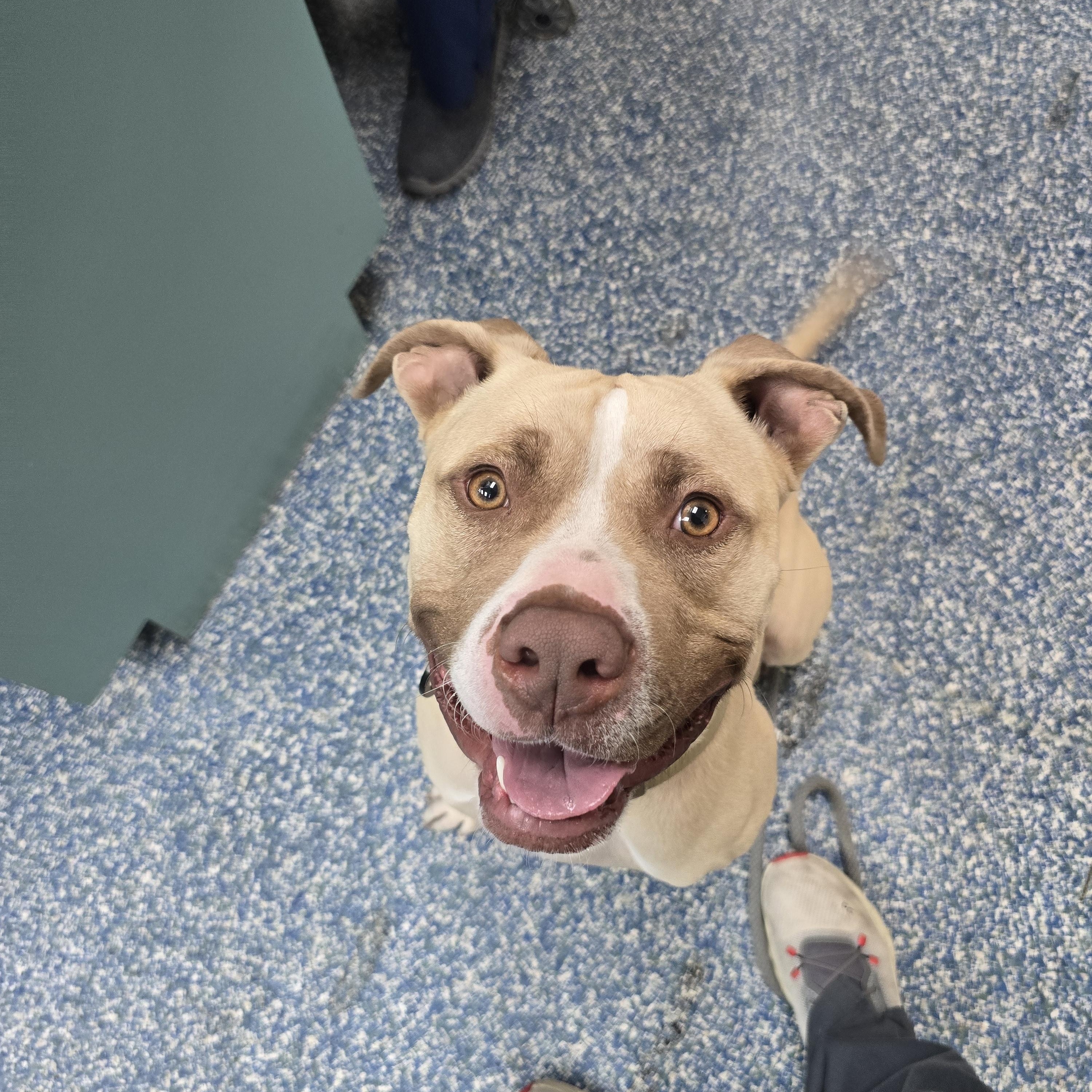 Enlarge Max, a Adoptable mixed breed in Margate, FL image 2/3