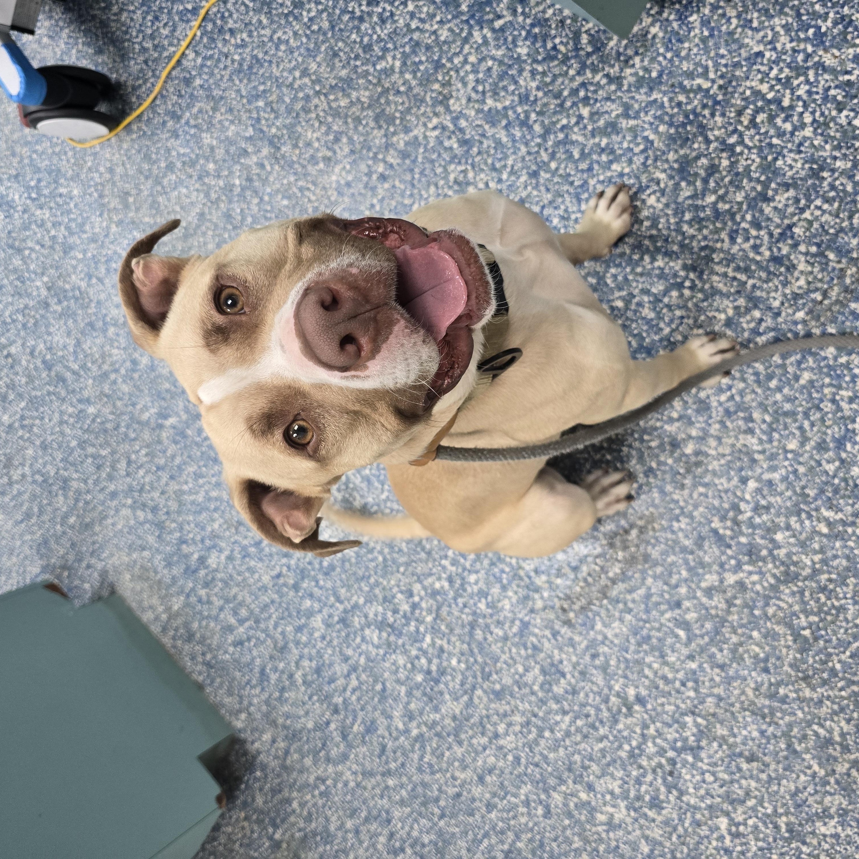 Enlarge Max, a Adoptable mixed breed in Margate, FL image 3/3