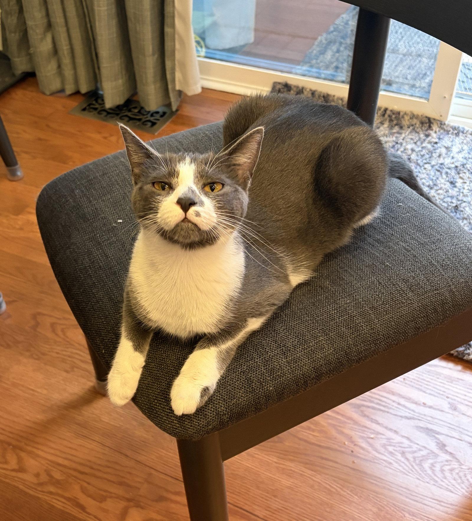 SANDY, a Adoptable Domestic Short Hair in Elgin, IL image 1/2