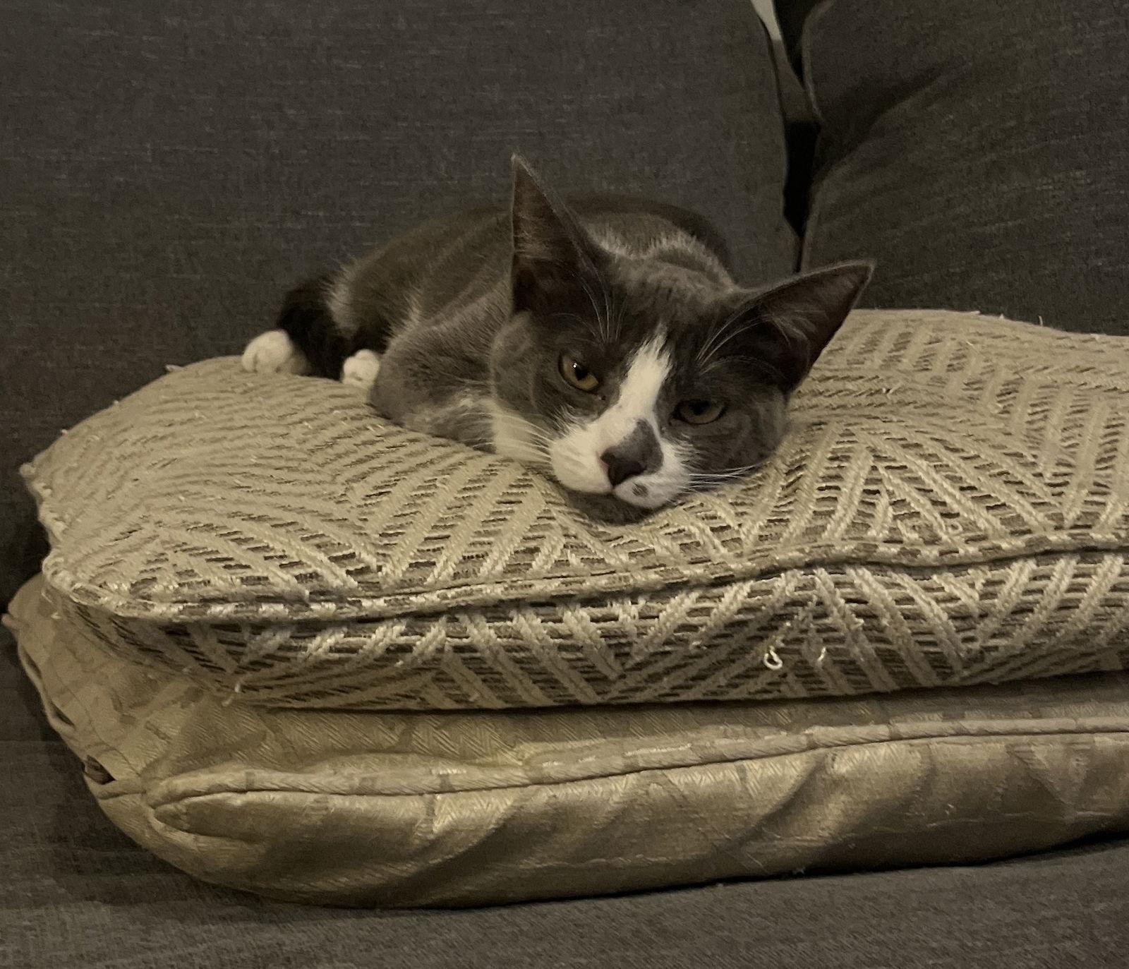 SANDY, a Adoptable Domestic Short Hair in Elgin, IL image 1/3