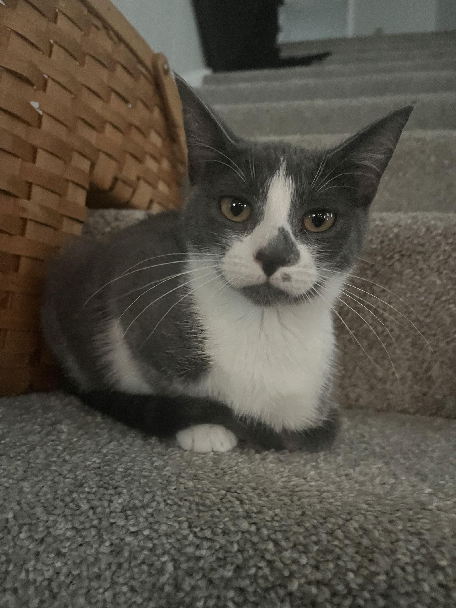 Enlarge SANDY (bonded with Frenchy), a Adoptable Domestic Short Hair in Elgin, IL image 2/3