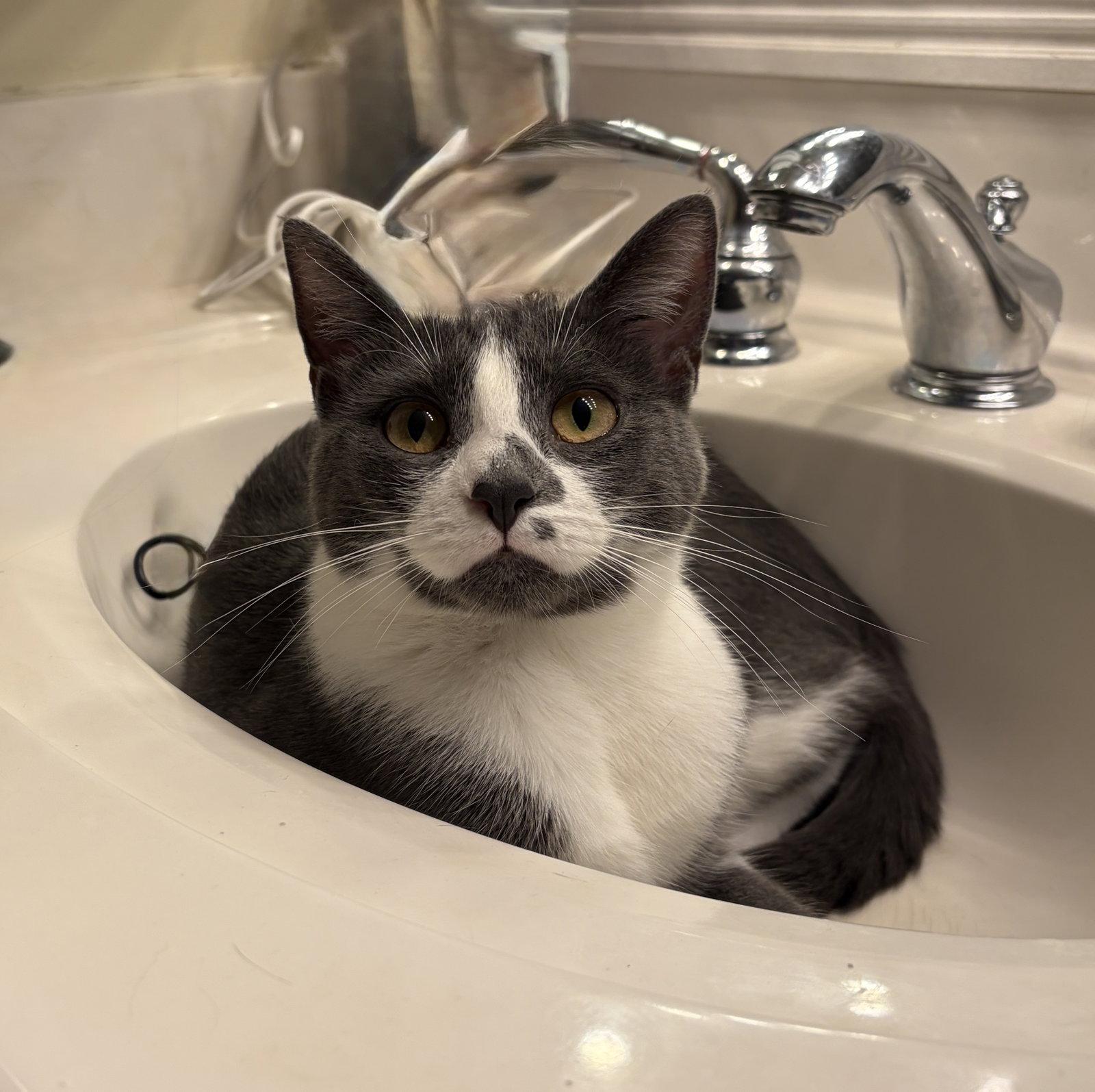 SANDY, a Adoptable Domestic Short Hair in Elgin, IL image 2/2