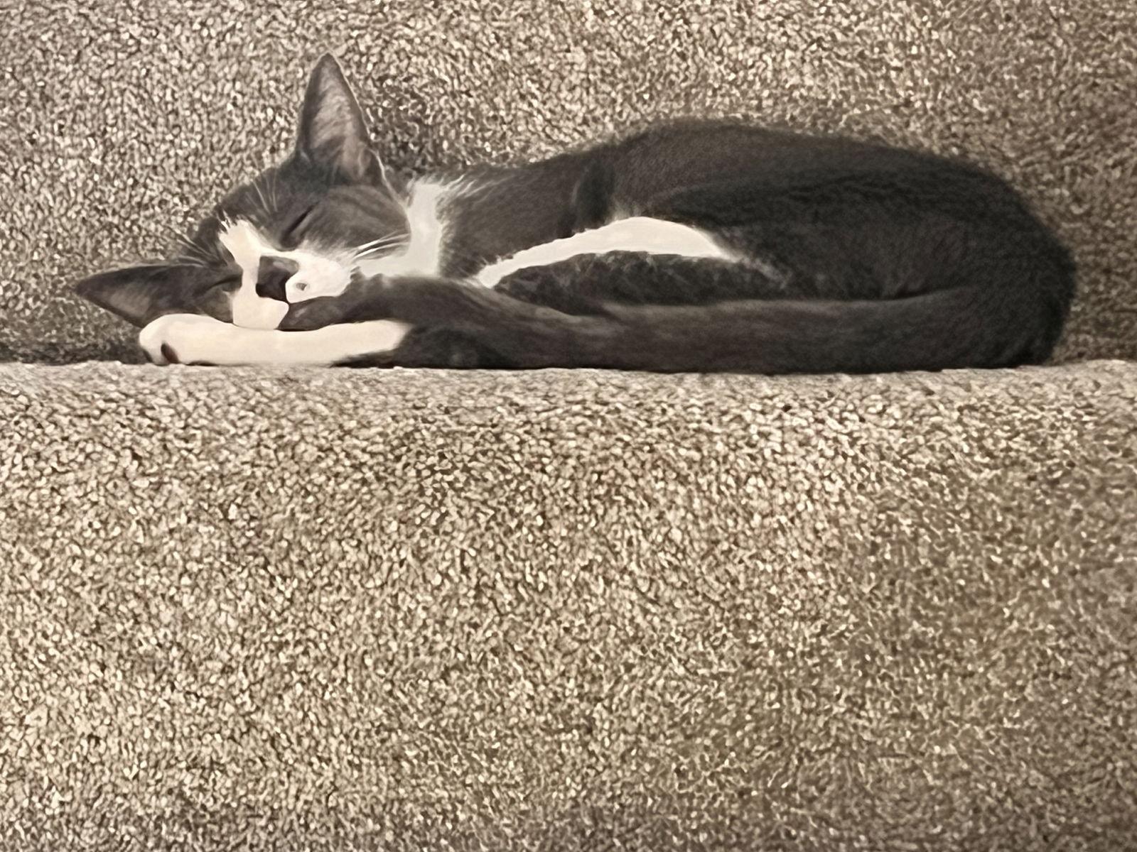 SANDY, a Adoptable Domestic Short Hair in Elgin, IL image 3/3