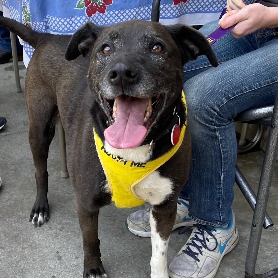 Cori, Adopted, Senior Female Labrador Retriever.