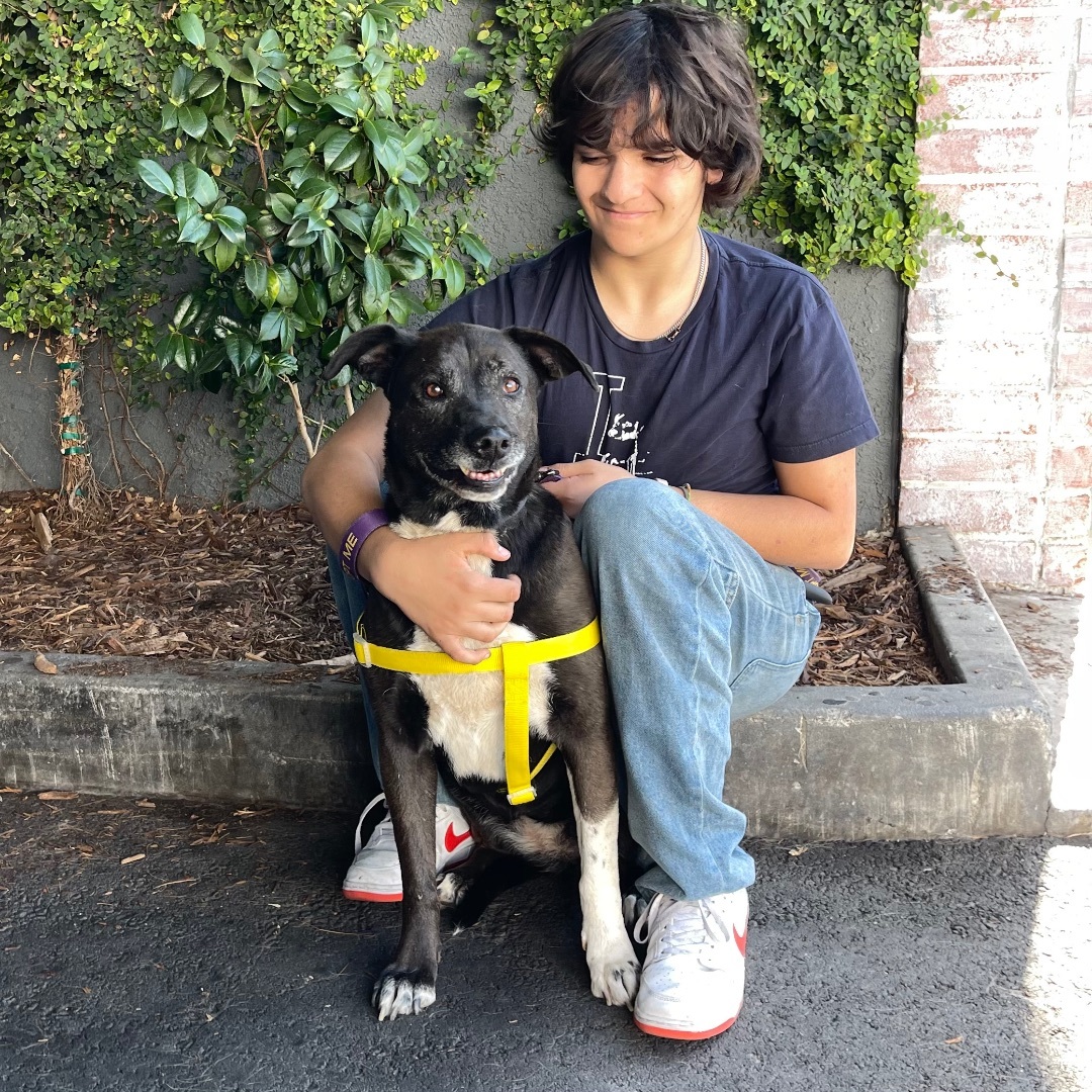 Enlarge Cori, a Adopted mixed breed in Chatsworth, CA image 2/3