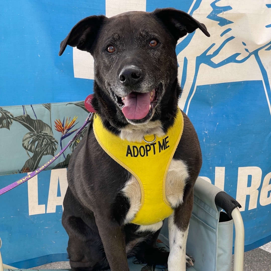 Enlarge Cori, a Adopted mixed breed in Chatsworth, CA image 3/3