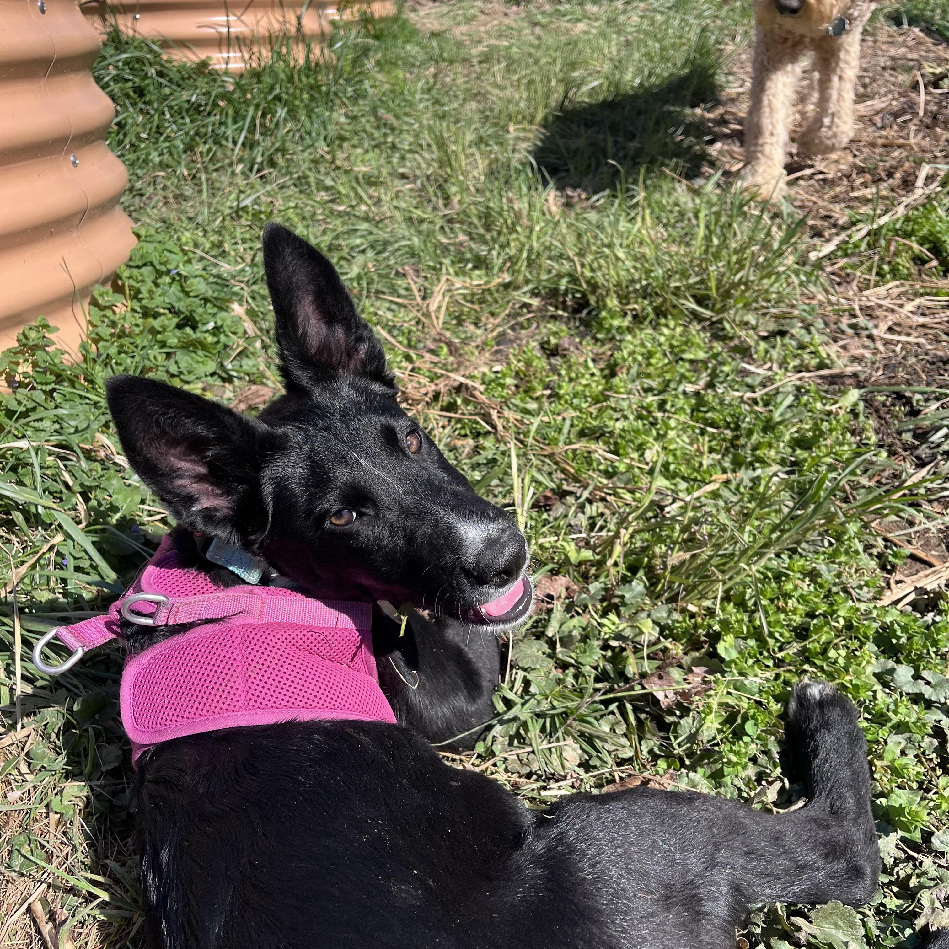 Poppy, an adoptable mixed breed in Avondale, PA image 4/5