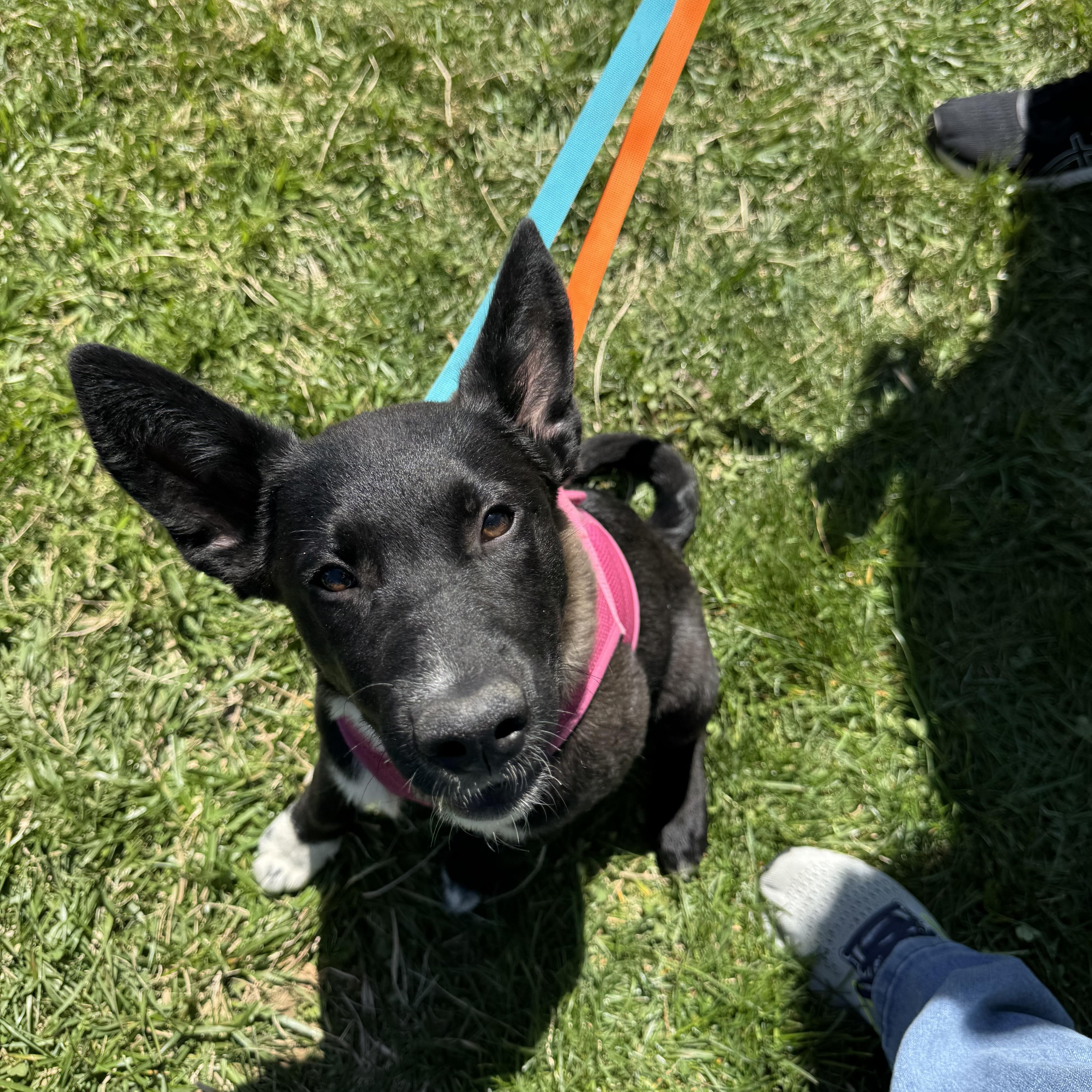 Poppy, an adoptable mixed breed in Avondale, PA image 2/5