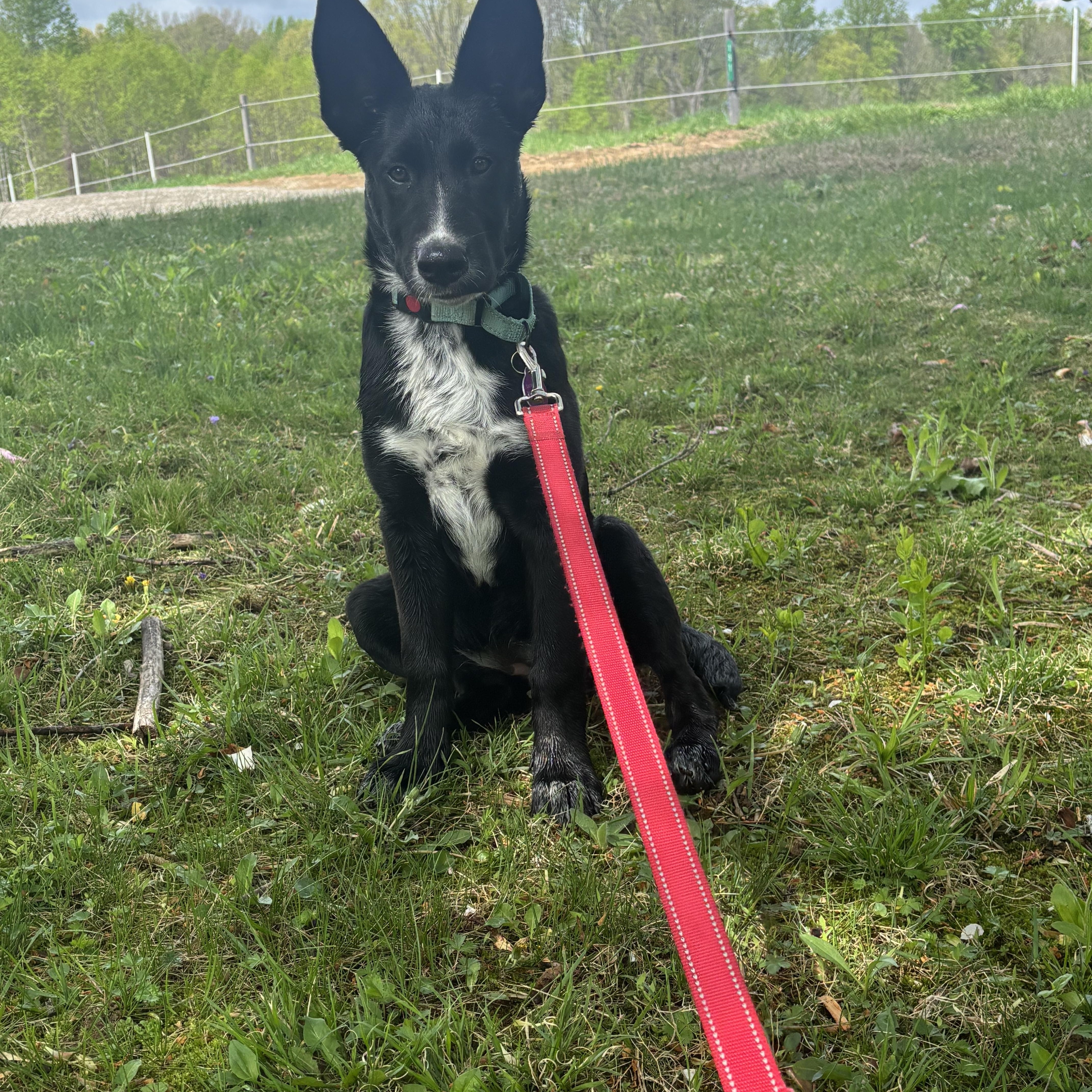 Poppy, an adoptable mixed breed in Avondale, PA image 5/5