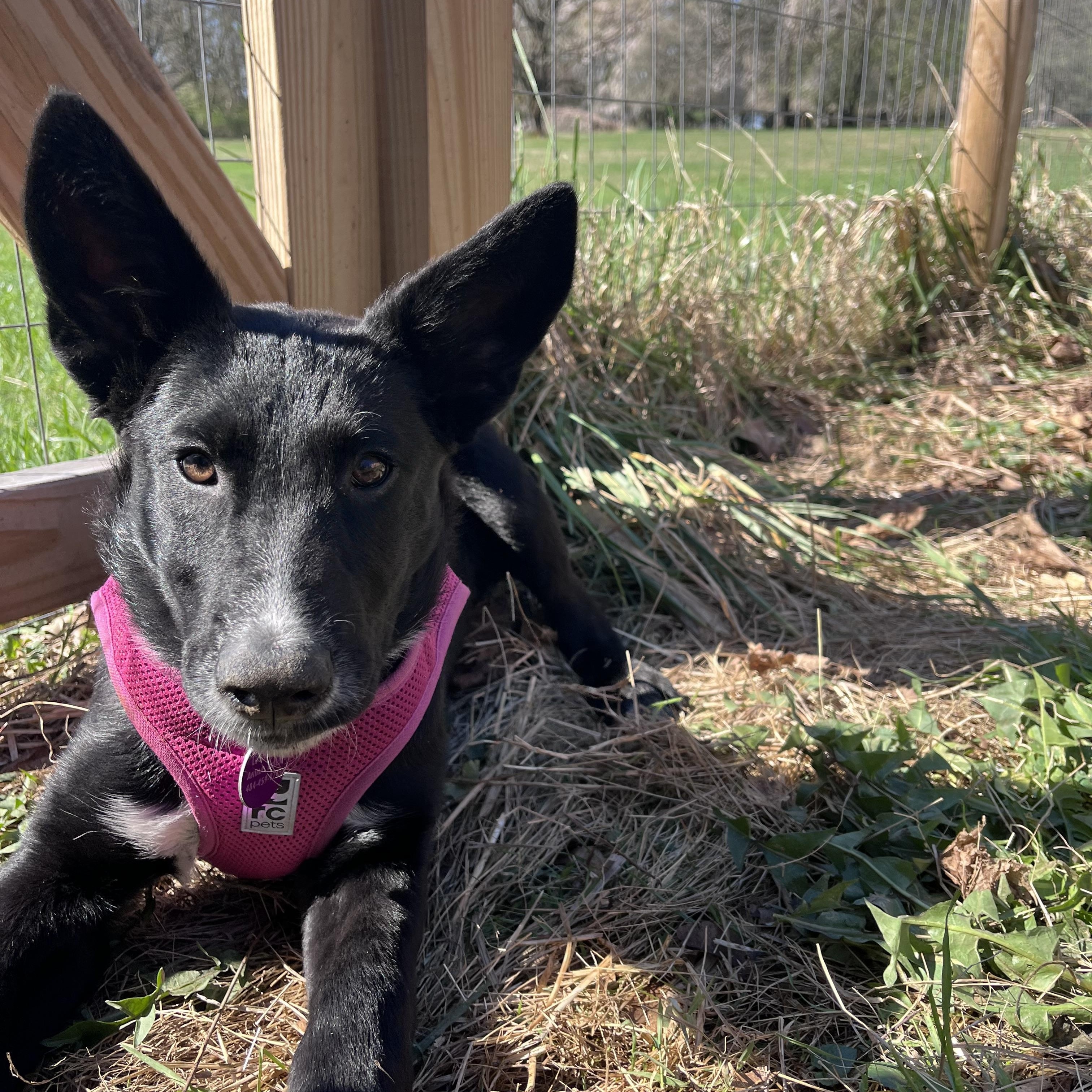 Poppy, an adoptable mixed breed in Avondale, PA image 3/5