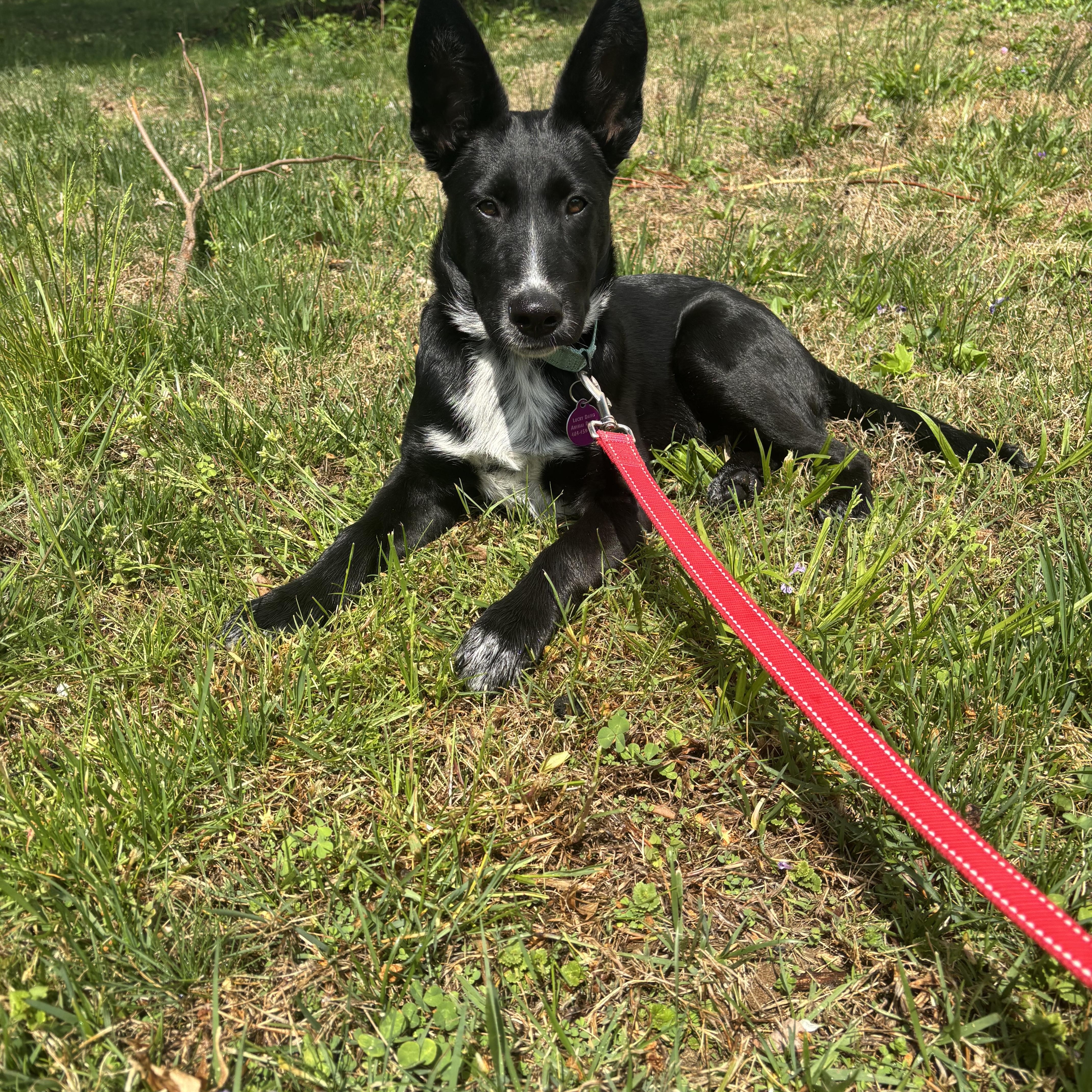 Poppy, adoptable, Puppy Female Australian Shepherd & Border Collie.