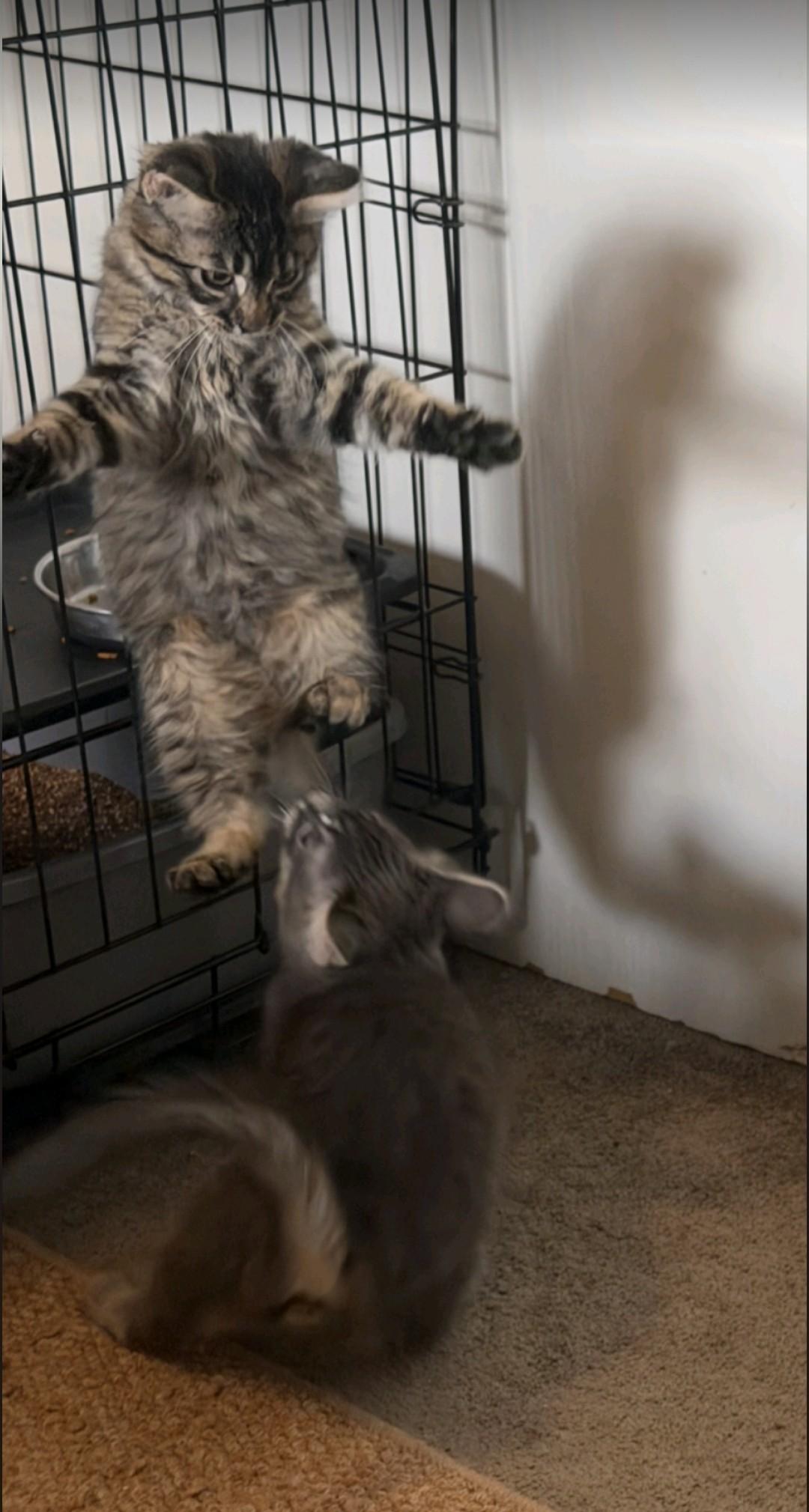 Enlarge Granite, a Adoptable Domestic Medium Hair in Reno, NV image 2/6