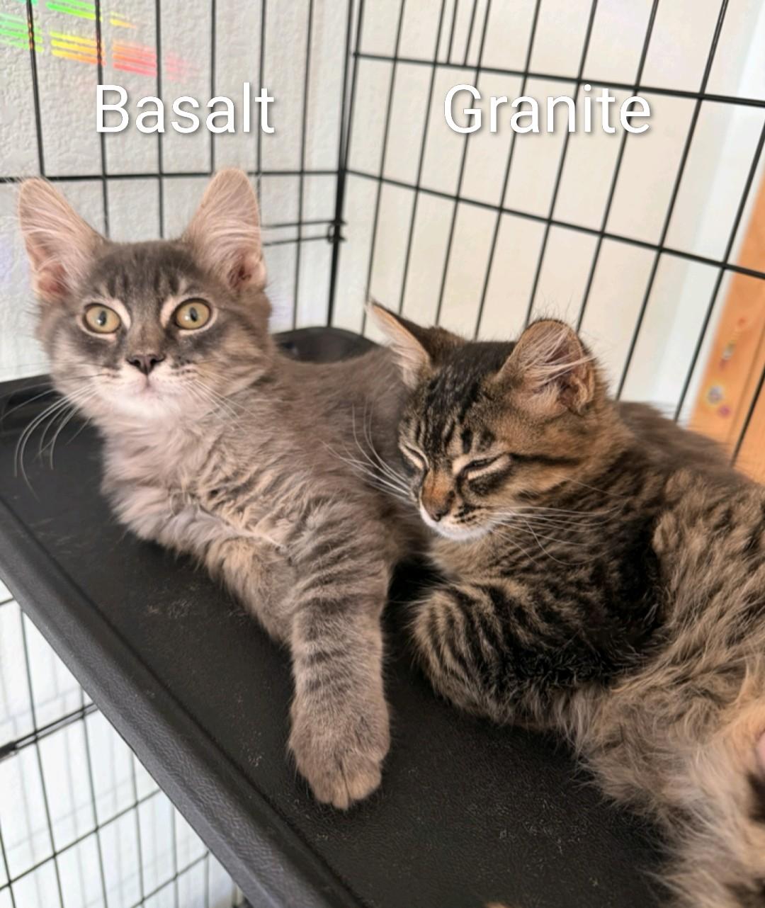 Granite and Basalt, Adoptable, Kitten Male Domestic Medium Hair.