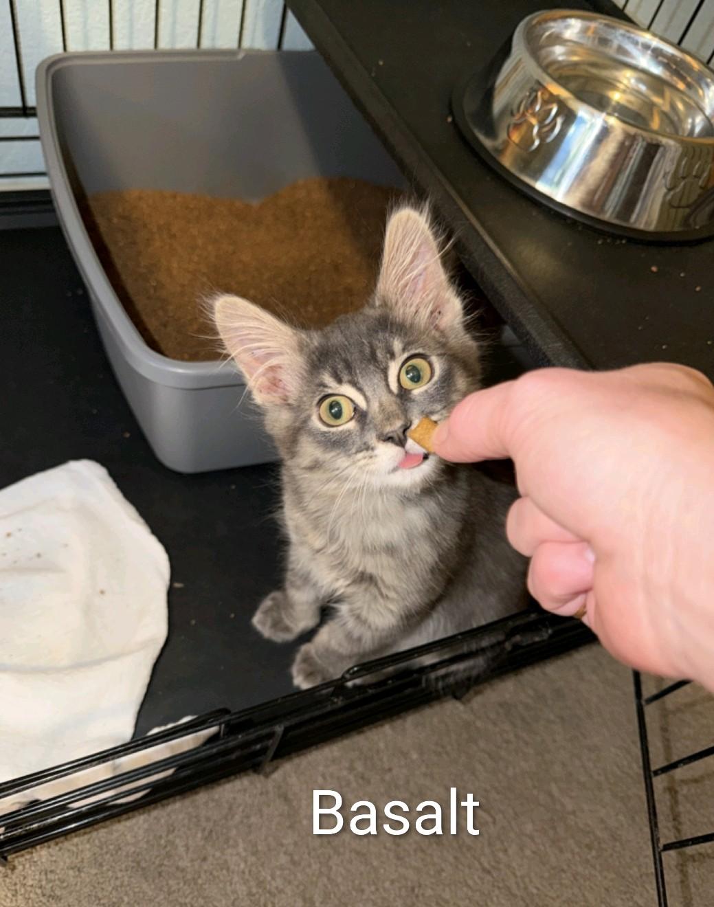 Enlarge Granite, a Adoptable Domestic Medium Hair in Reno, NV image 4/6